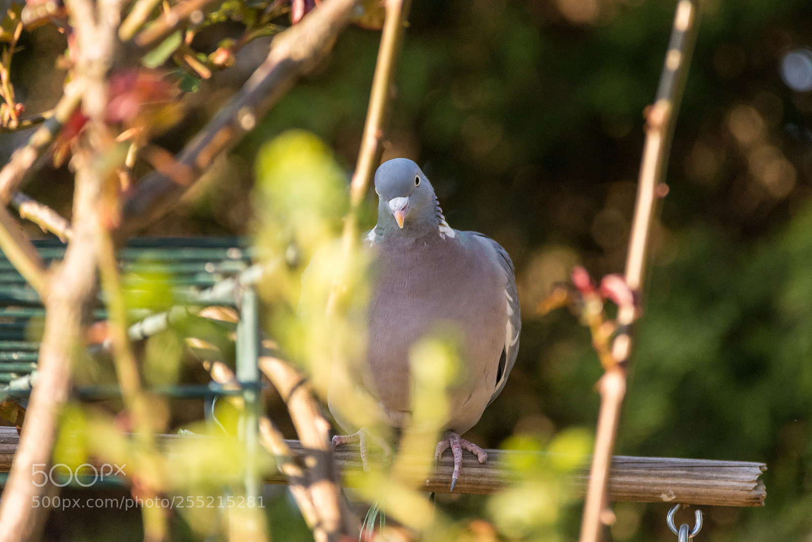 Nikon D7200 sample photo. Common wood pigeon photography