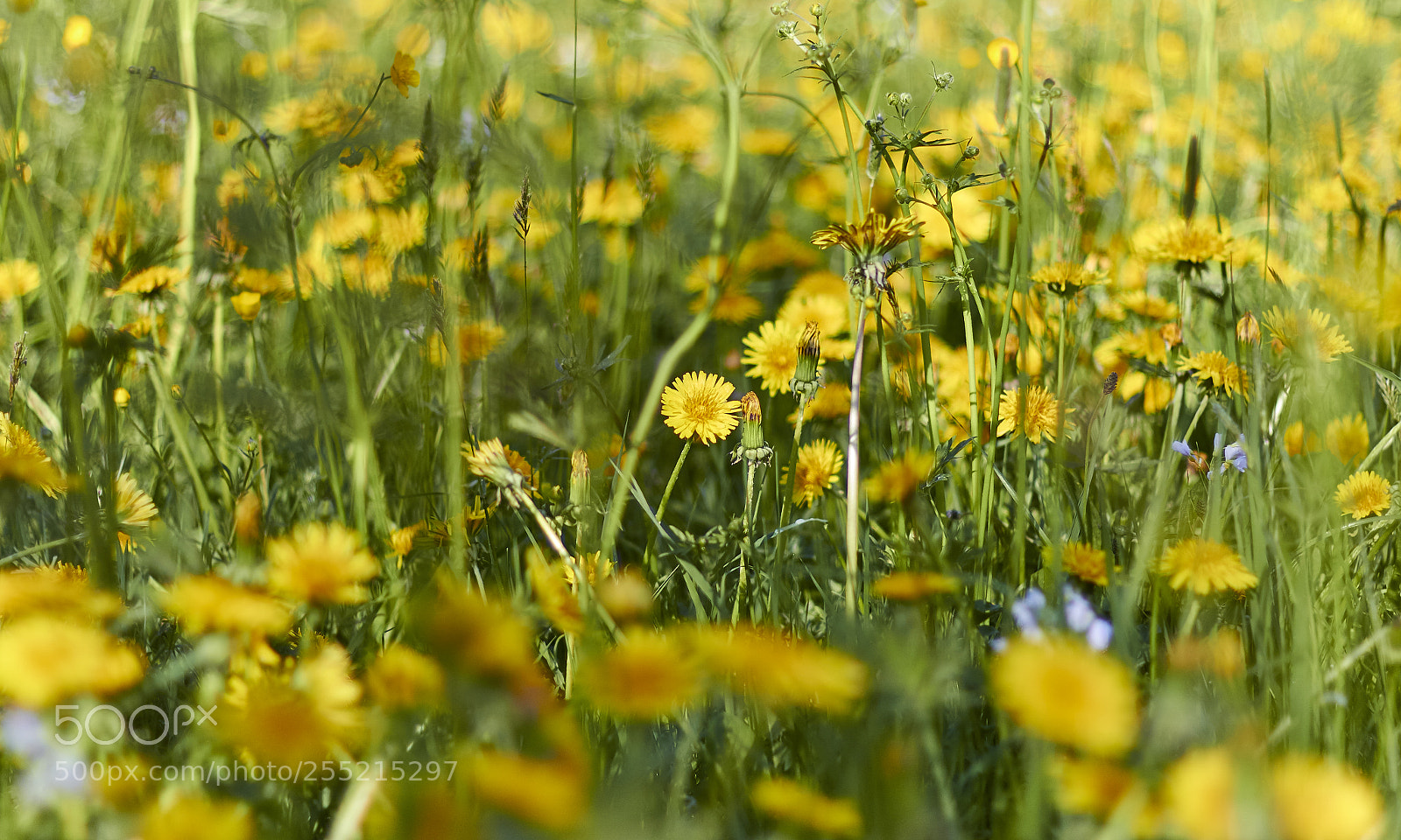 Canon EOS 60D sample photo. Dandelion in full bloom photography