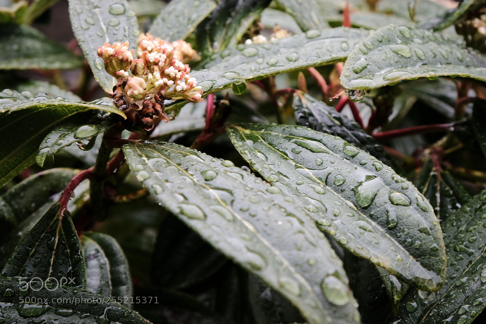 Fujifilm X-E3 sample photo. Raindrops resting photography