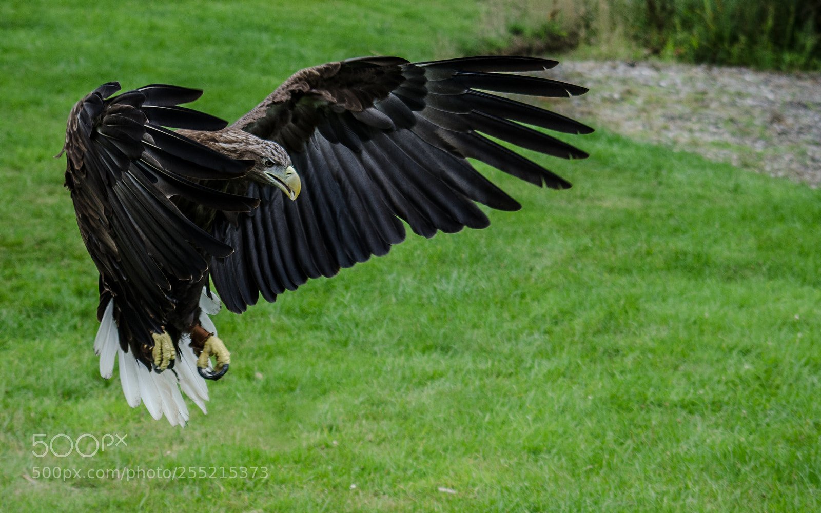 Nikon D7000 sample photo. White tailed sea eagle photography