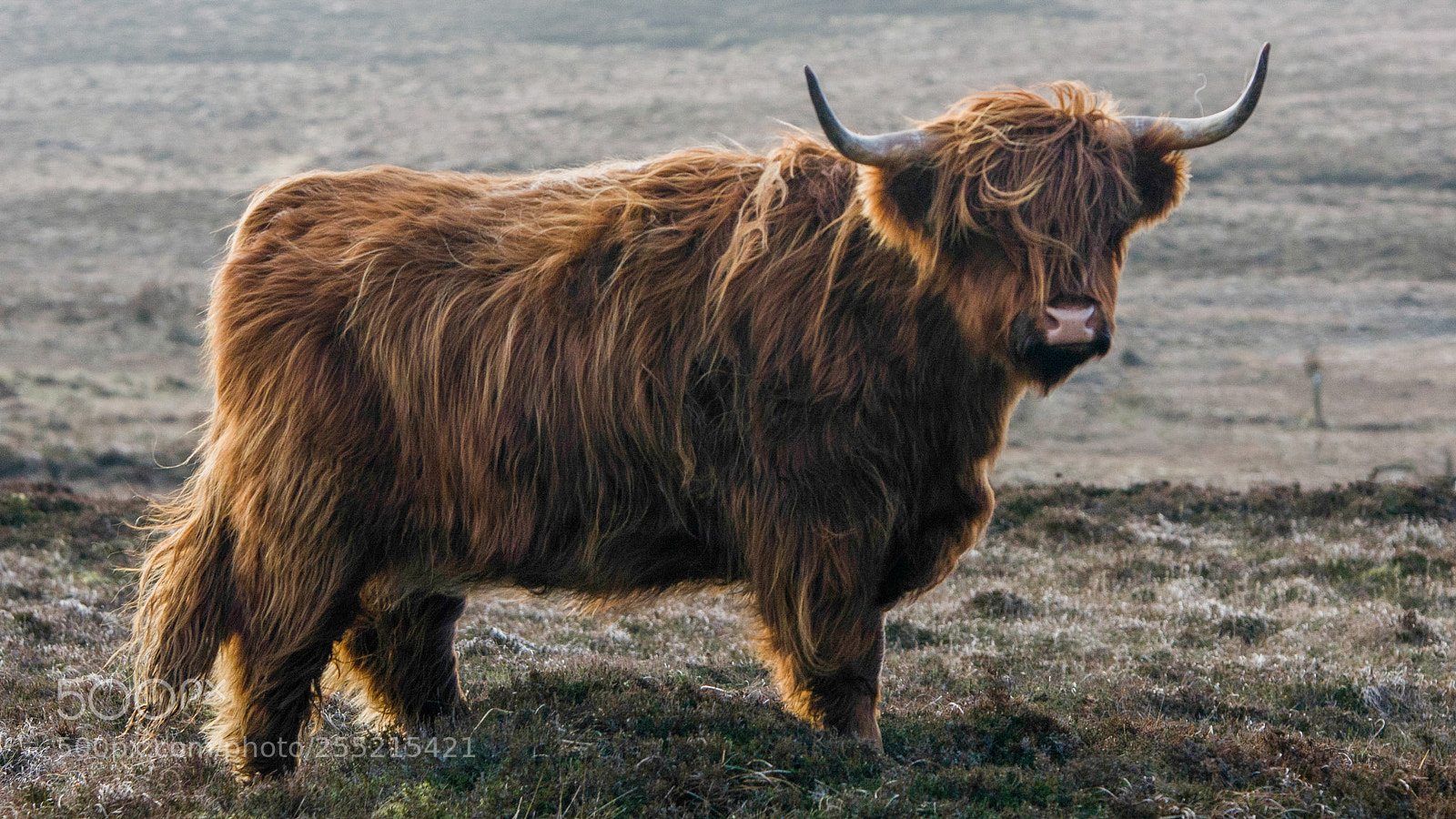 Nikon D7000 sample photo. Majestic moo photography