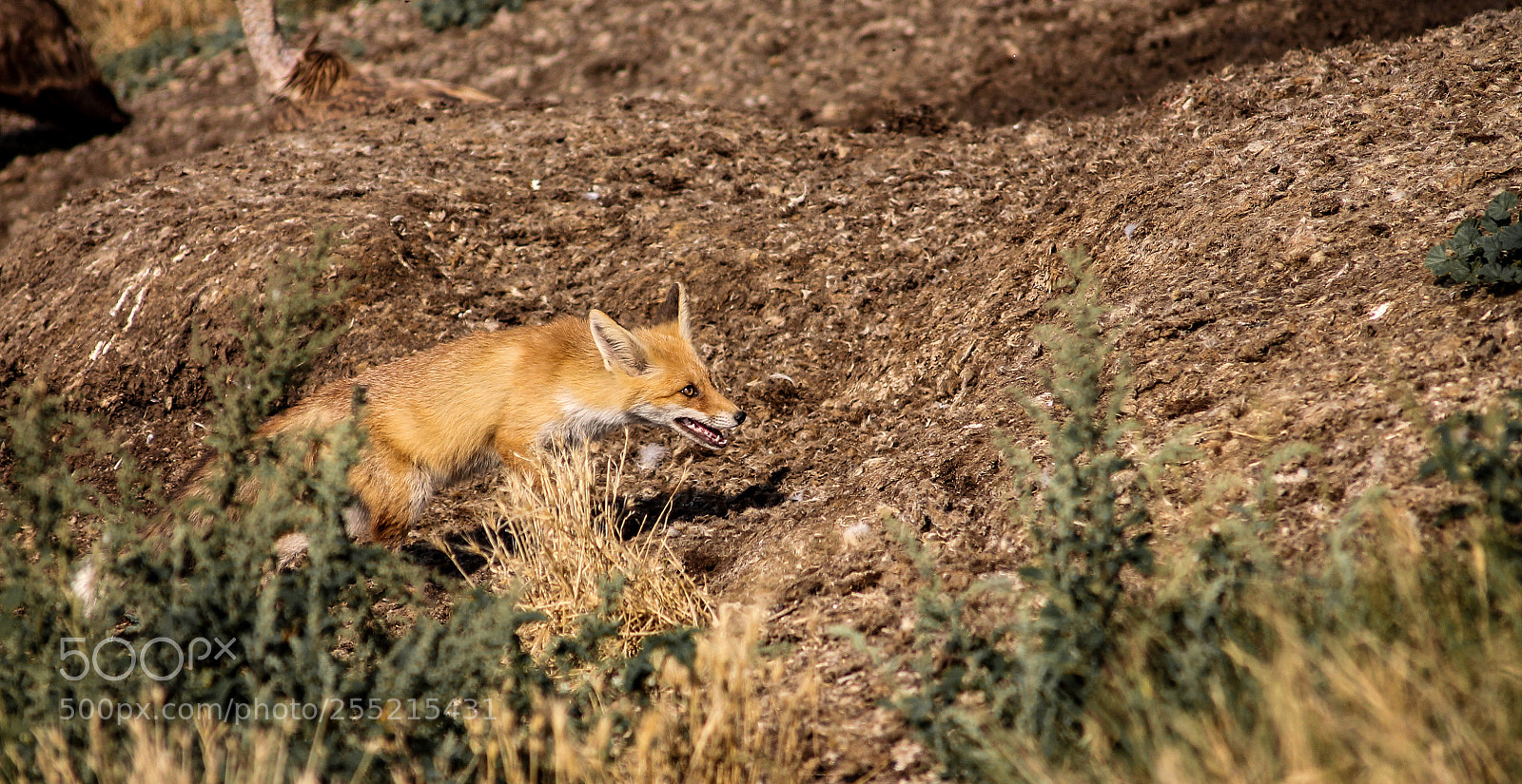 Canon EOS 1100D (EOS Rebel T3 / EOS Kiss X50) sample photo. Vulpes photography