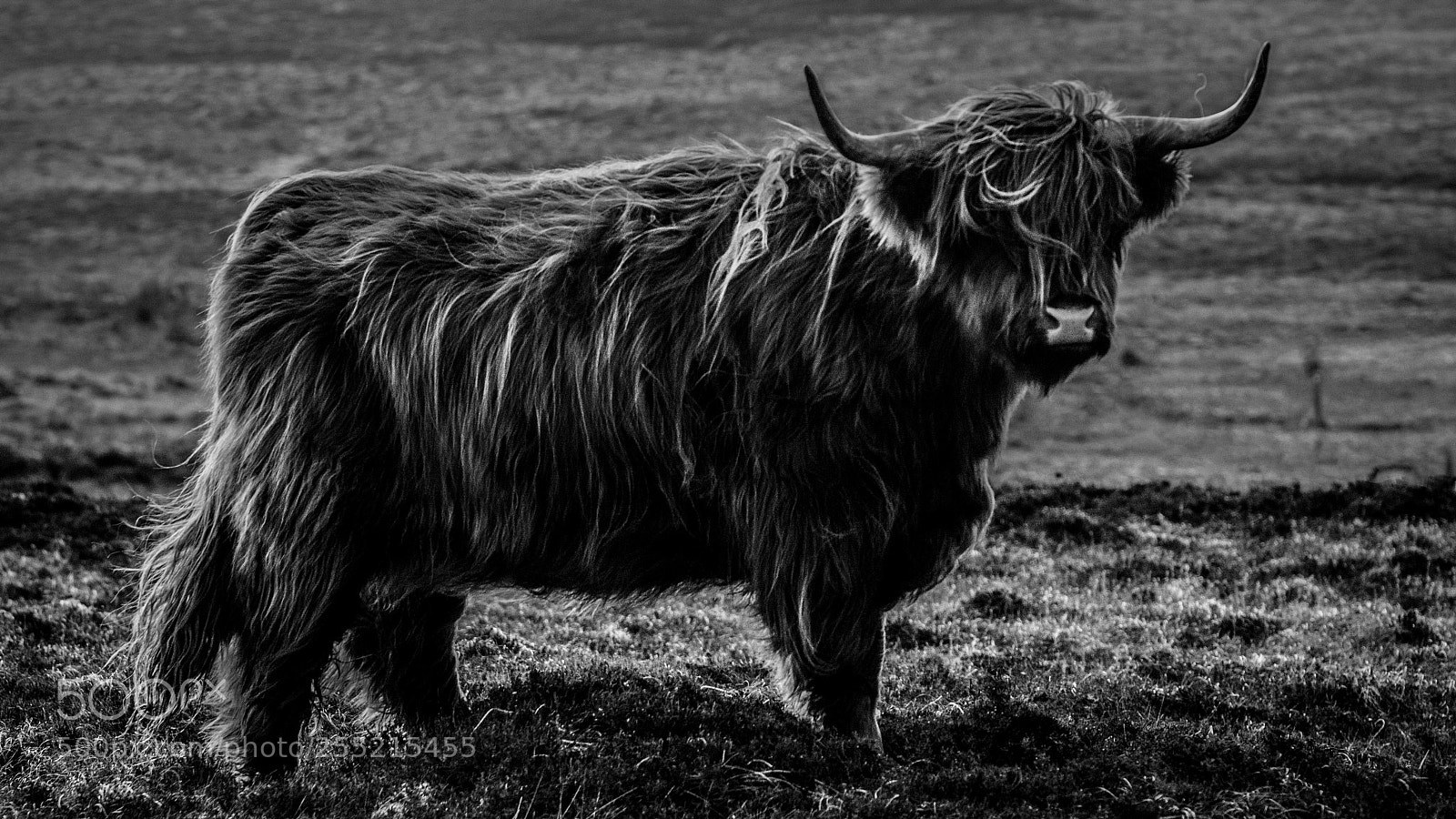 Nikon D7000 sample photo. Majestic moo hdr b photography