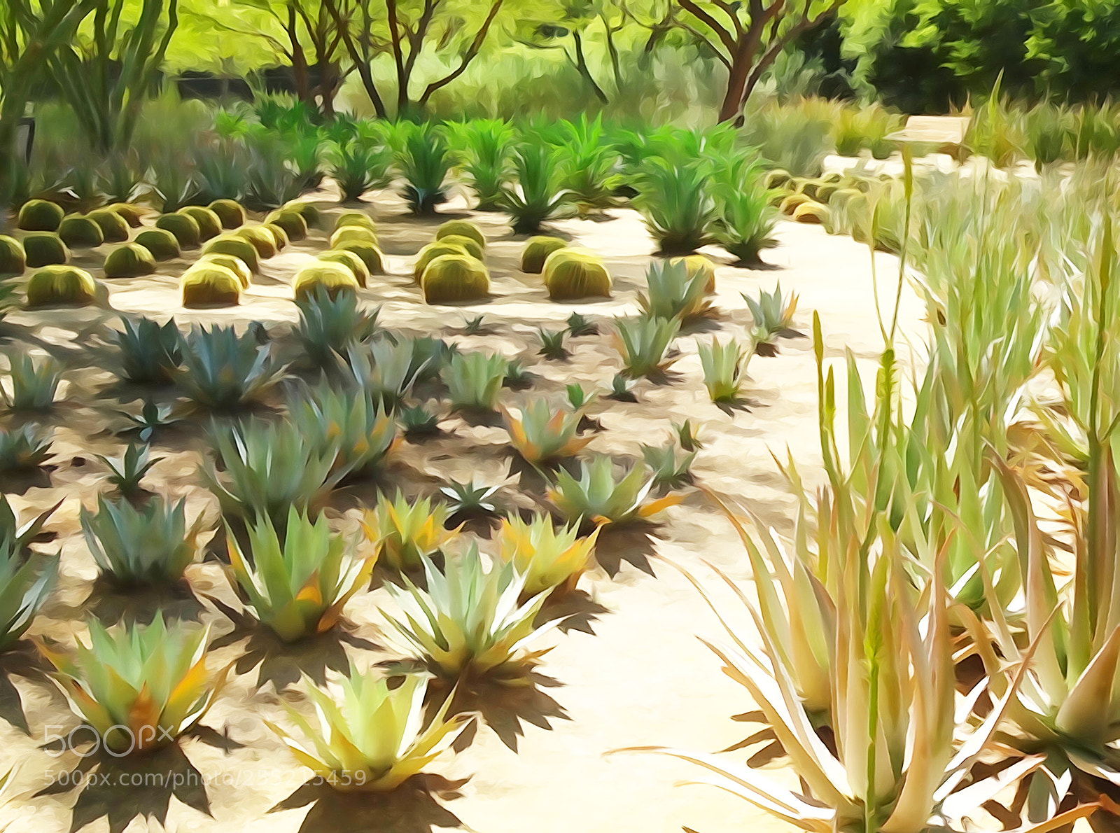 Sony Cyber-shot DSC-HX90V sample photo. Garden of cactus photography