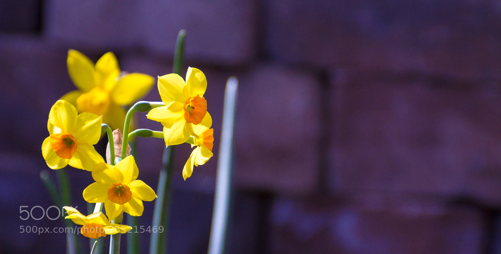 Canon EOS 1100D (EOS Rebel T3 / EOS Kiss X50) sample photo. Daffodils photography
