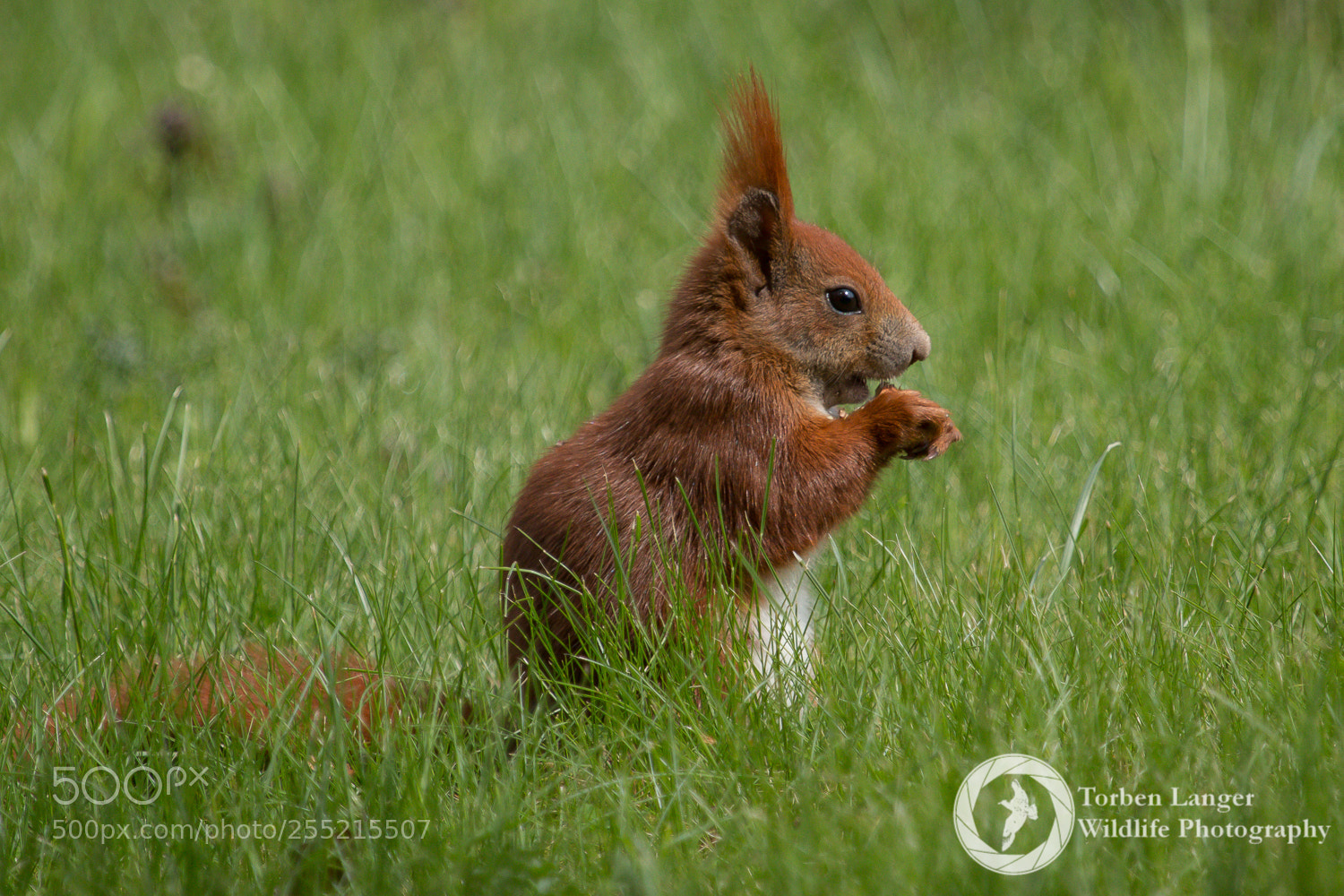 Canon EOS 70D sample photo. Squirrel photography