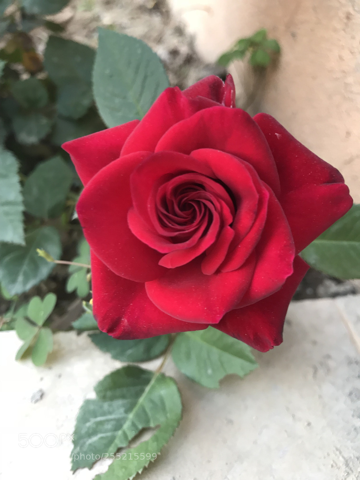 Apple iPhone 7 sample photo. Untitled photography