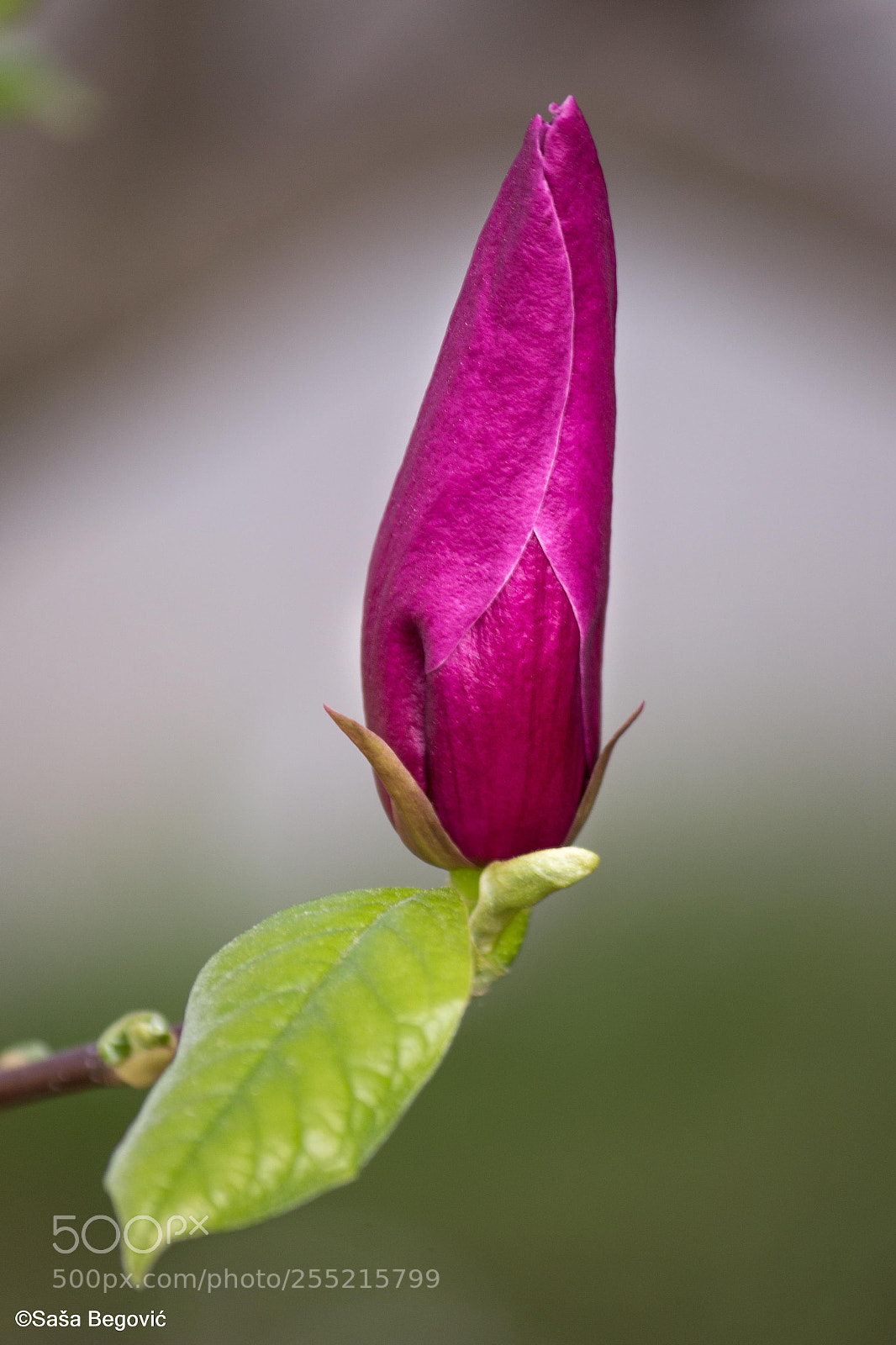 Canon EOS 70D sample photo. Flower photography
