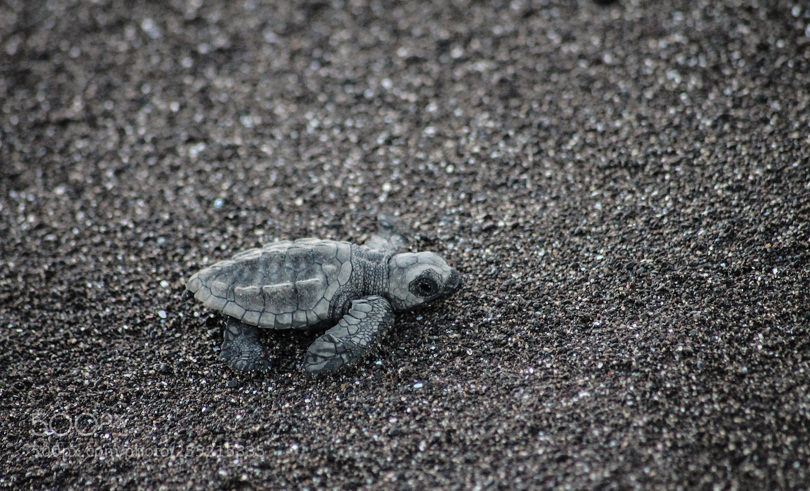 Canon EOS 1100D (EOS Rebel T3 / EOS Kiss X50) sample photo. Lepidochelys olivacea photography