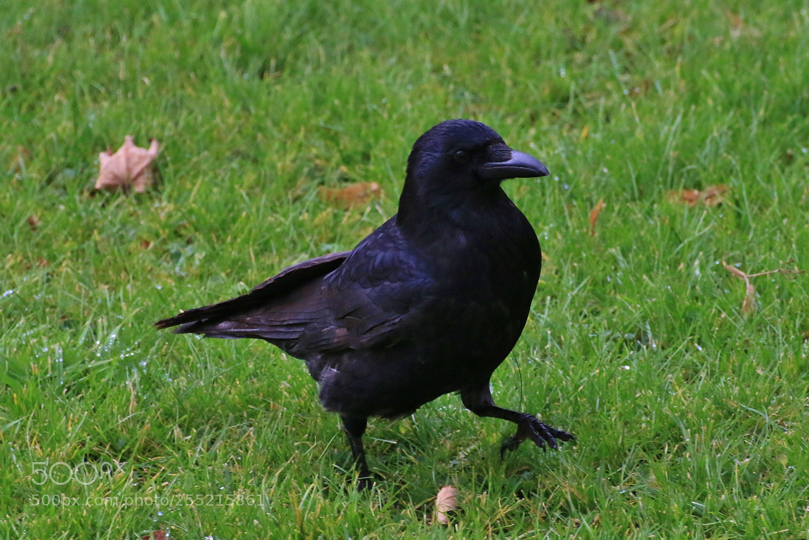 Canon EOS 70D sample photo. Flying visit photography