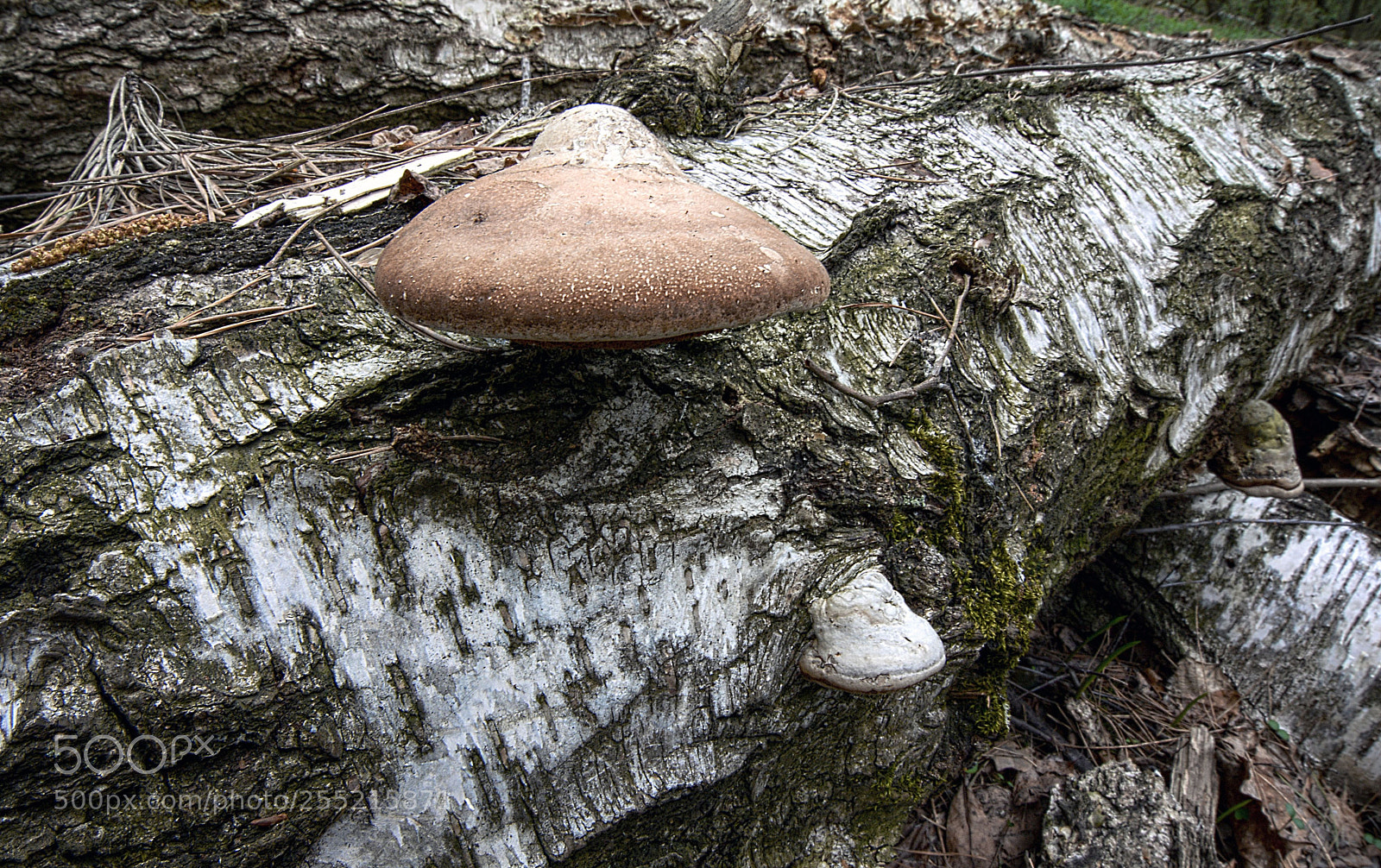 Nikon D7100 sample photo. Fallen birch tree photography