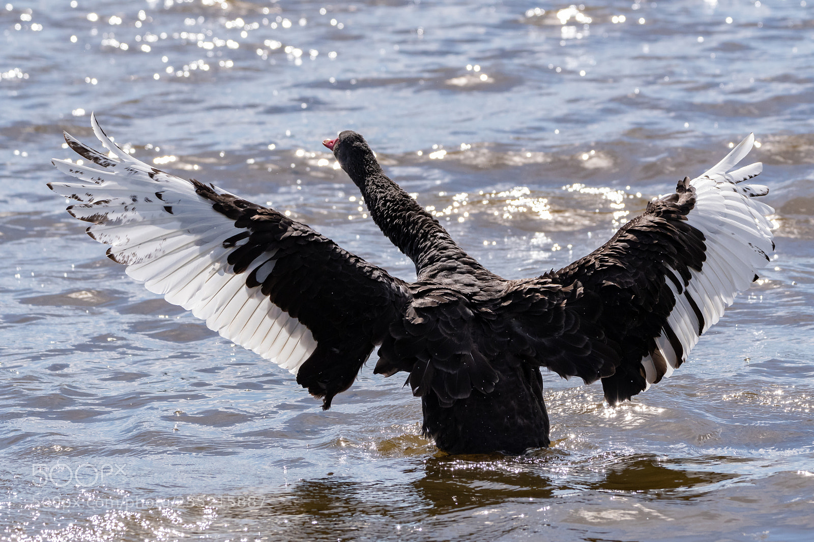 Nikon D500 sample photo. Black swan photography
