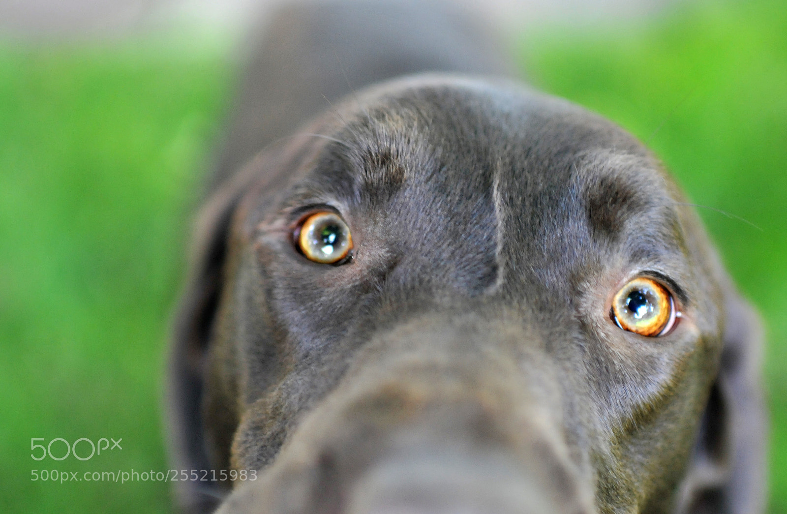 Nikon D300 sample photo. Chocolate lab photography