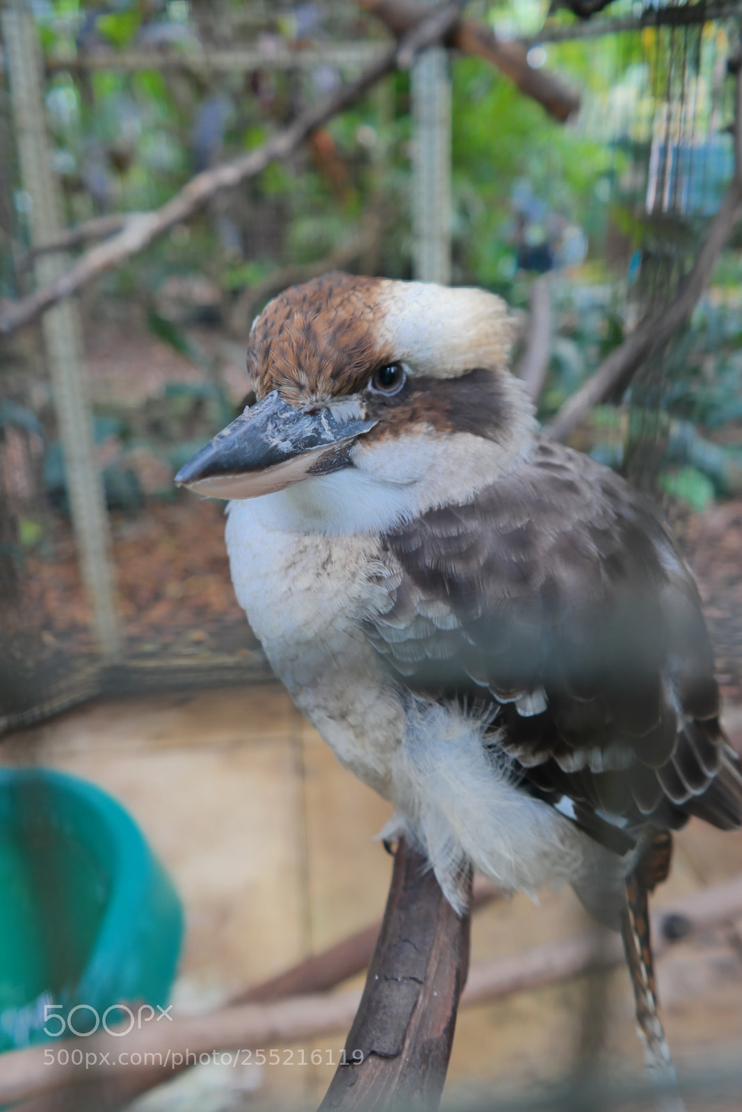 Samsung NX30 sample photo. The laughing kouckaburra bird photography