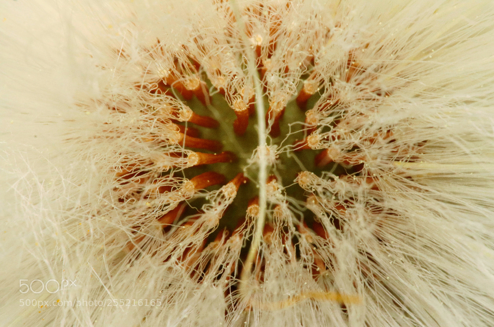 Canon EOS 80D sample photo. Samen einer gelben blume photography