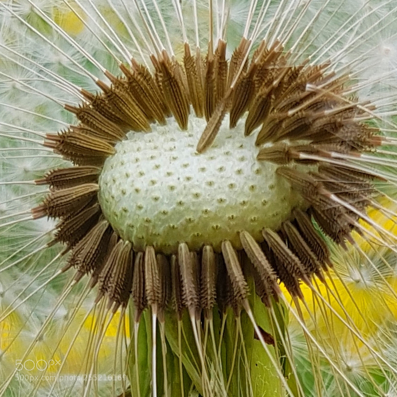 Samsung Galaxy S8+ sample photo. Dandelion photography