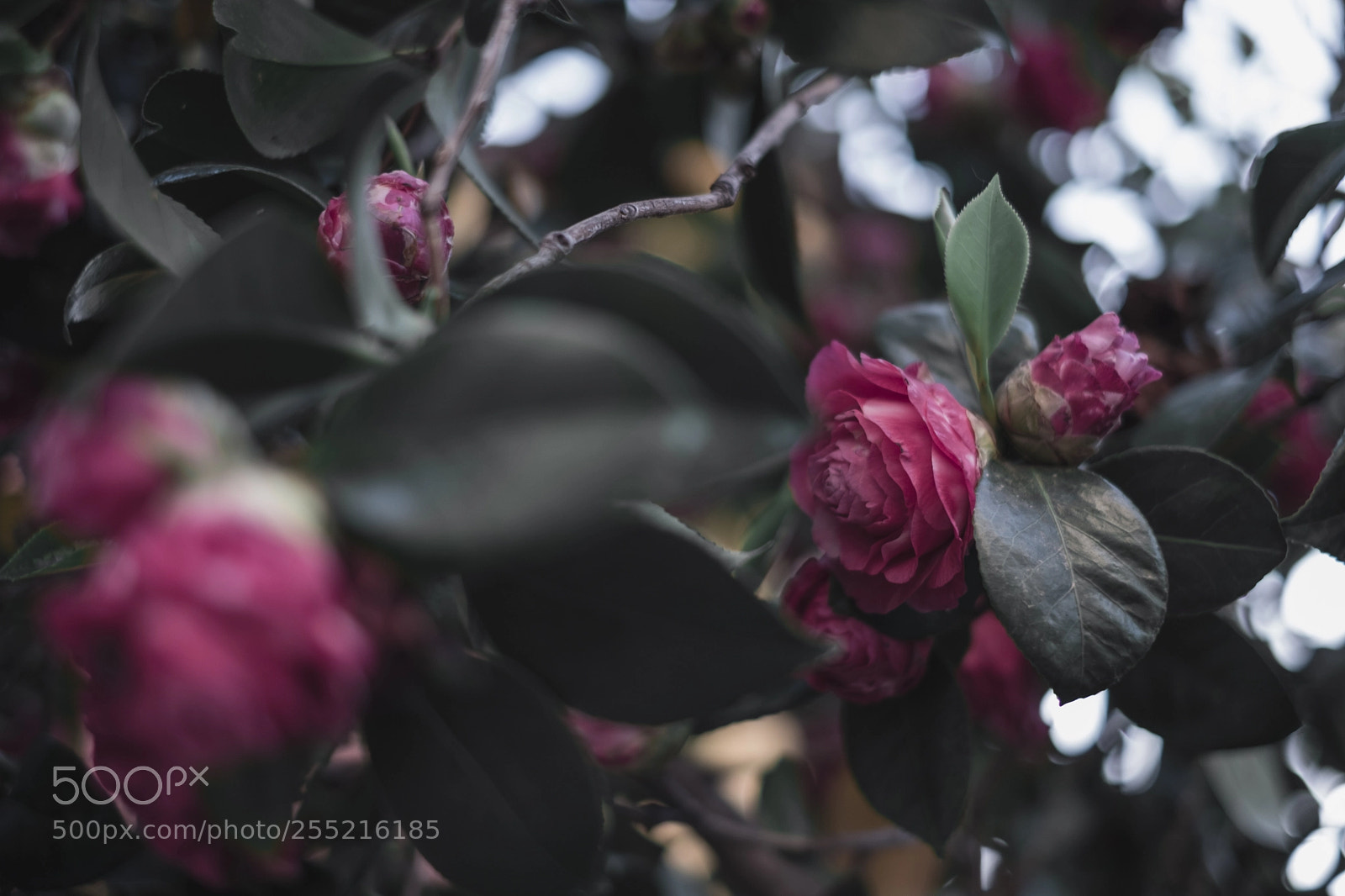 Fujifilm X-T20 sample photo. Fading beauty photography
