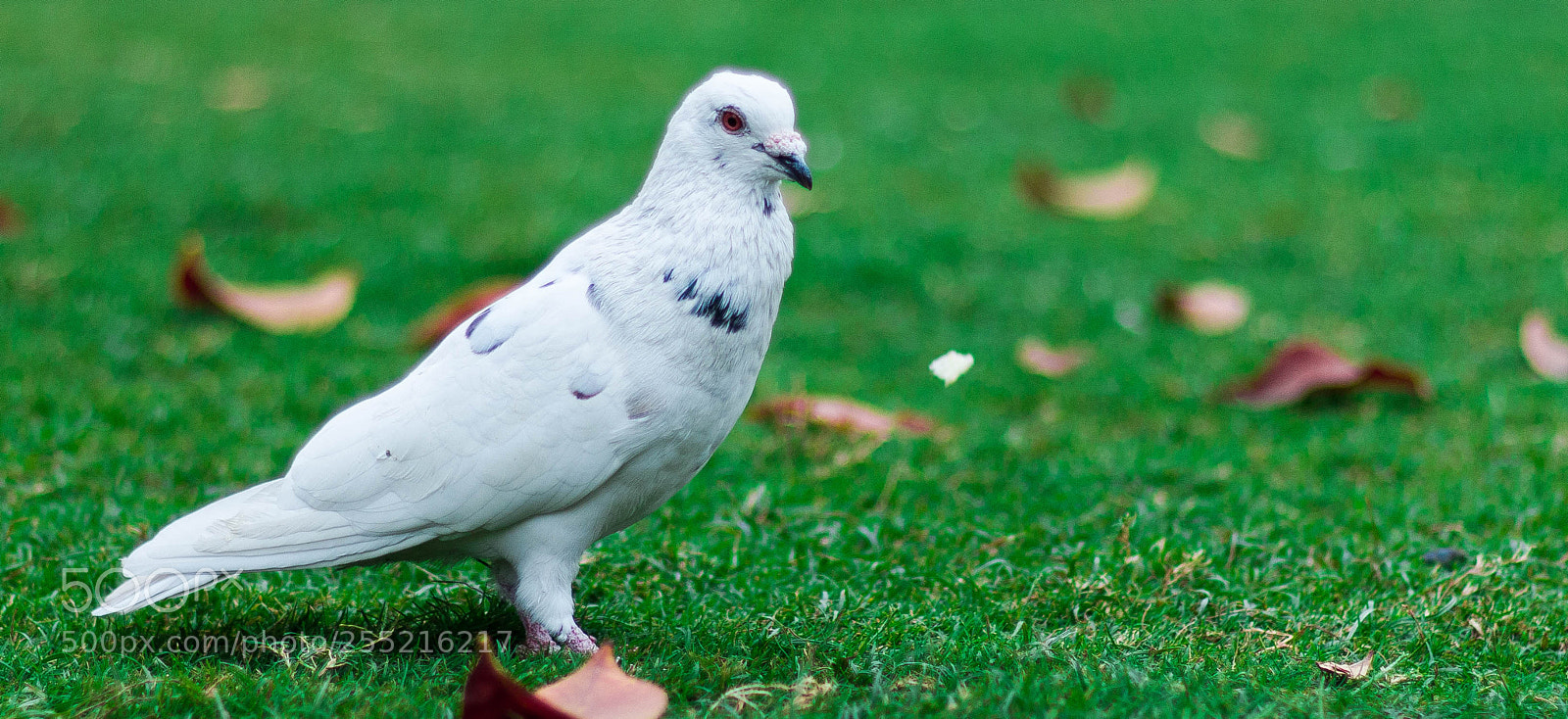 Canon EOS 70D sample photo. White pegion photography