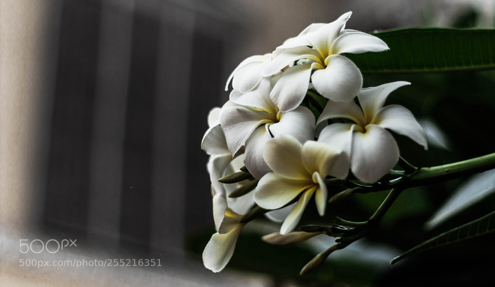 Canon EOS 70D sample photo. White one photography