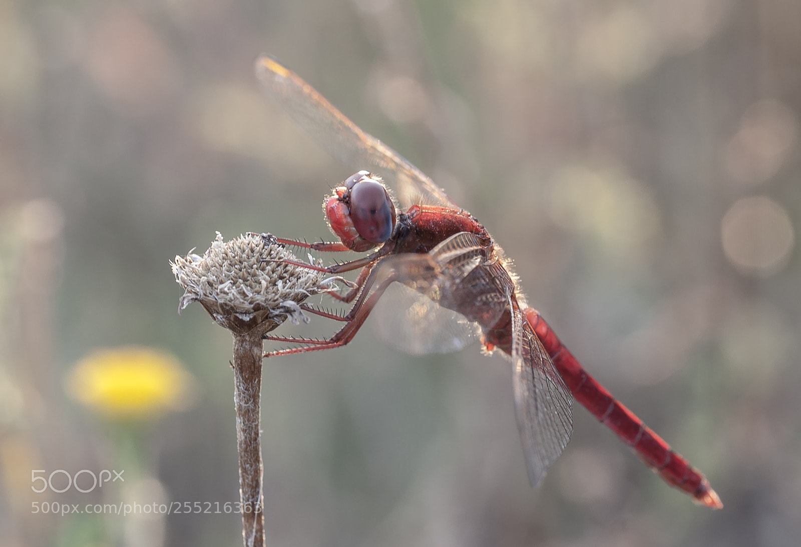 Sony Alpha DSLR-A700 sample photo. Dragonfly photography