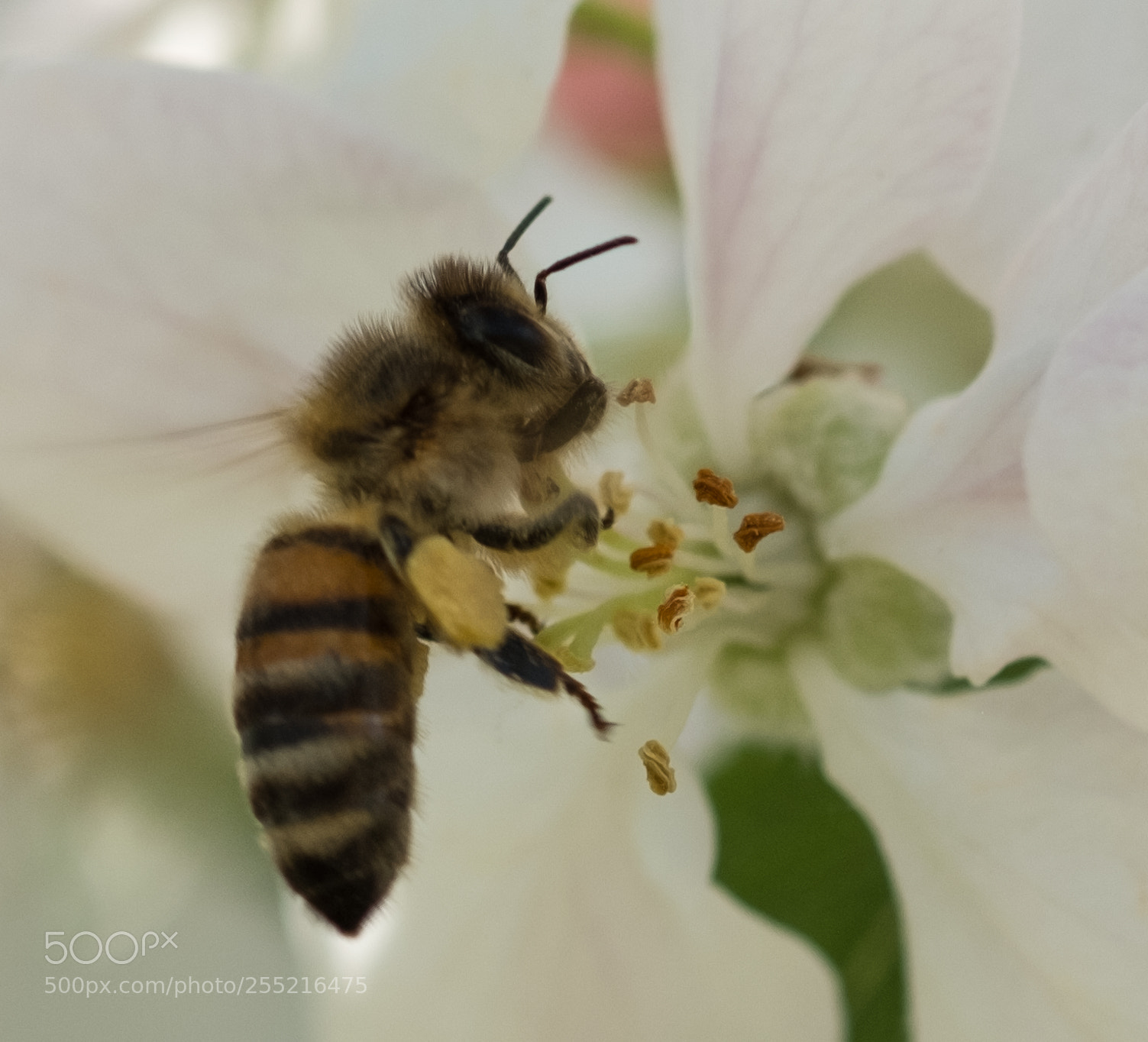 Fujifilm X-T2 sample photo. Hungry bee photography