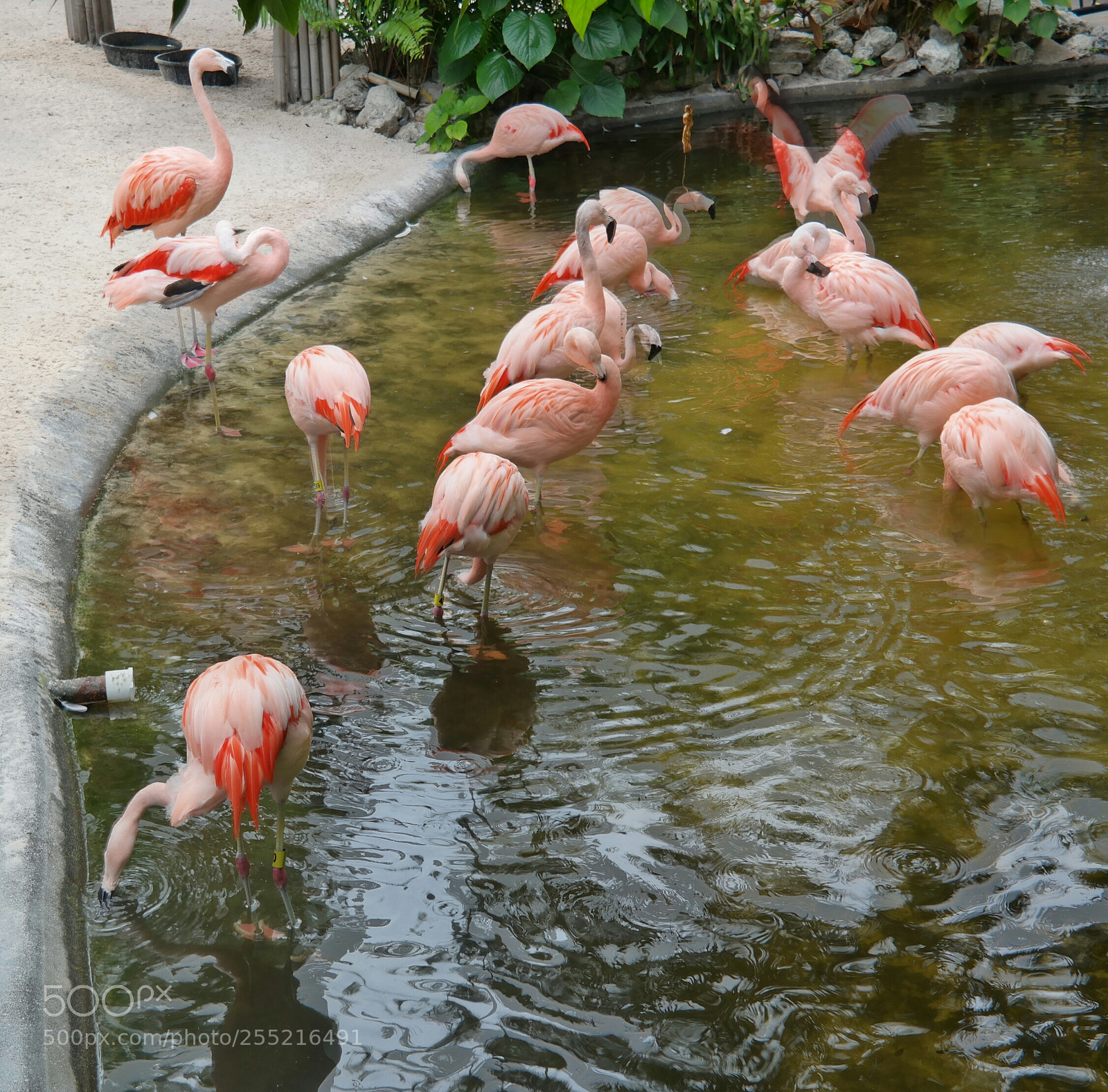 Samsung NX30 sample photo. Pink flamingos photography