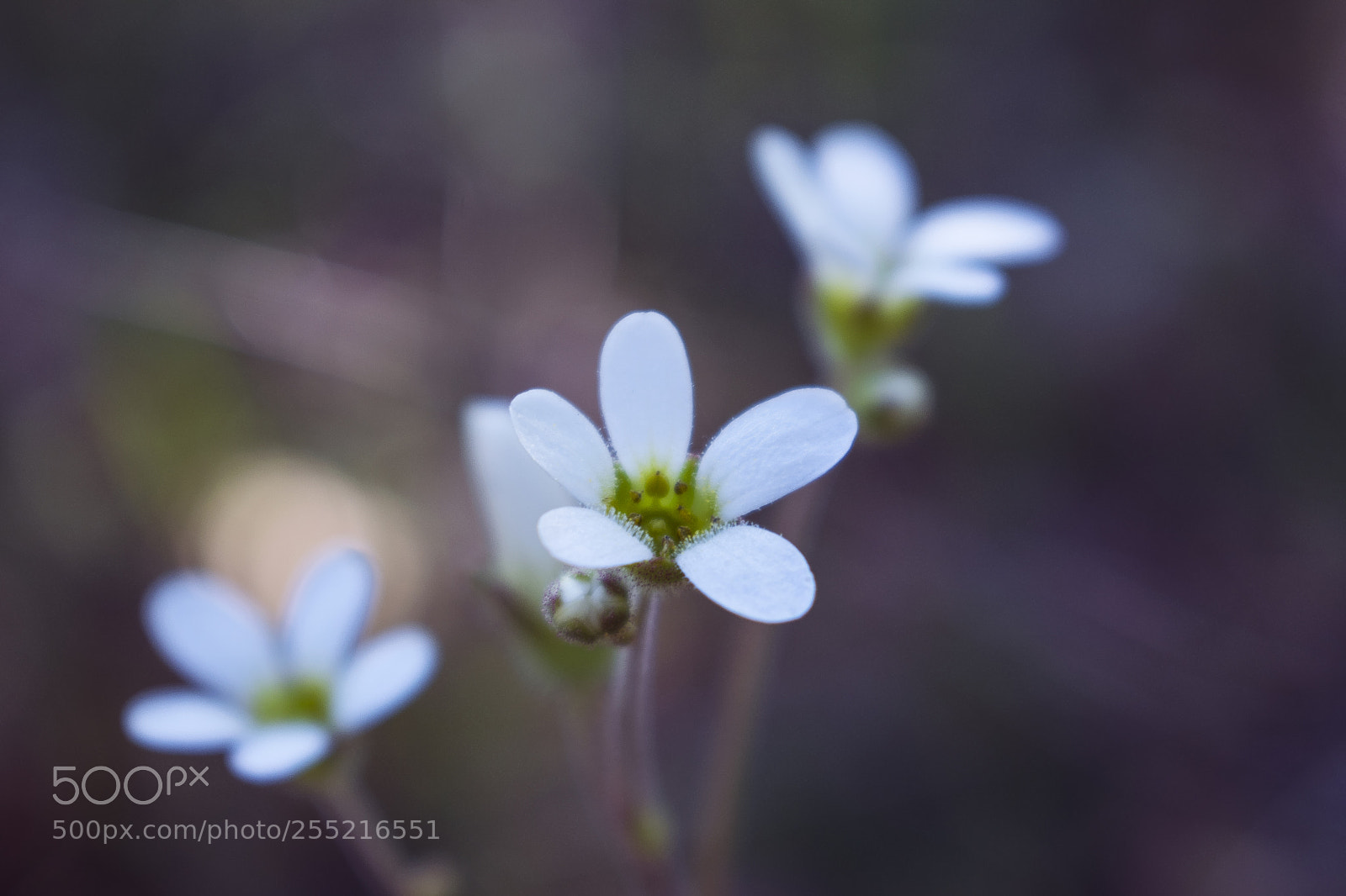 Nikon D3300 sample photo. Flower photography