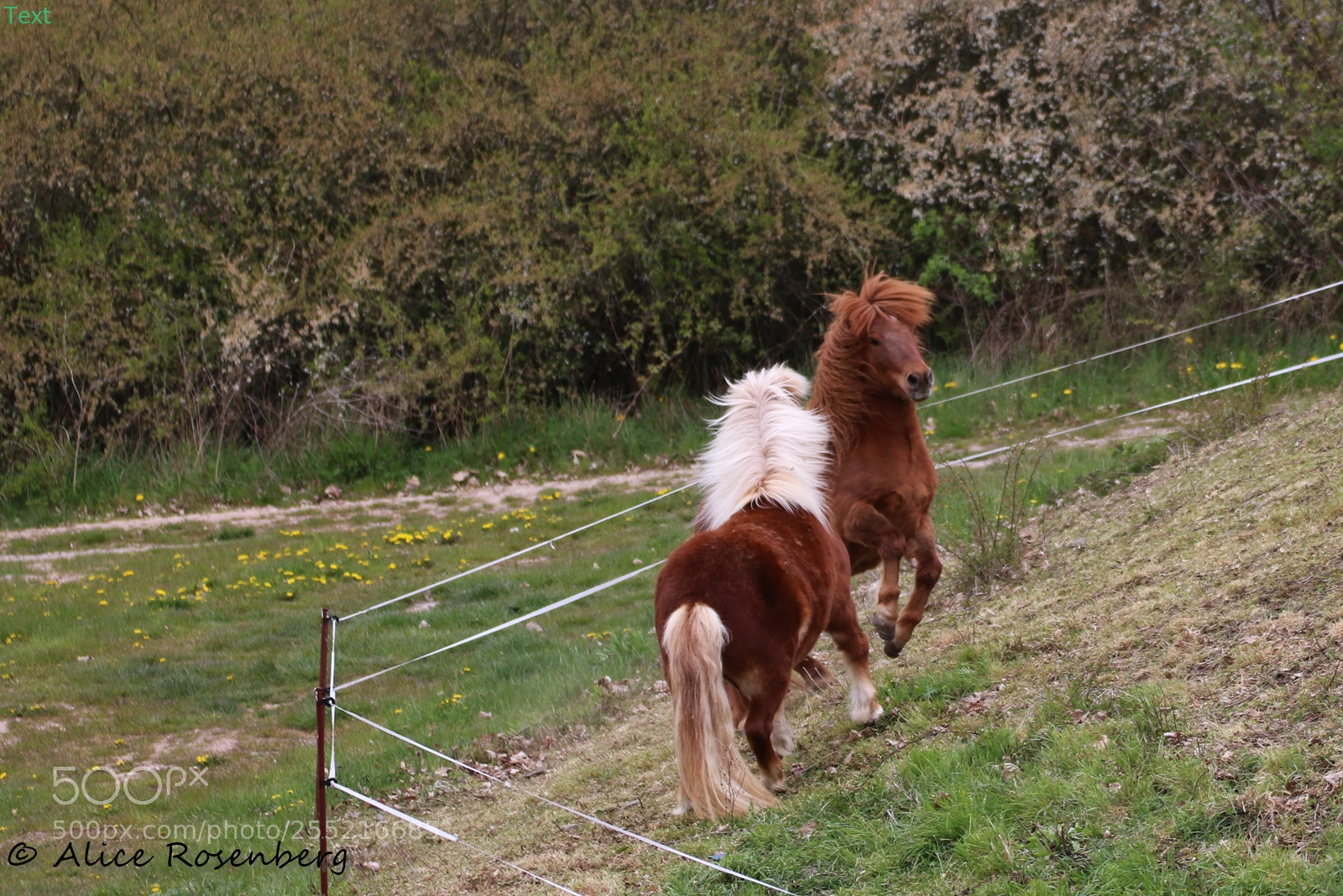 Canon EOS 70D sample photo. Living joy photography