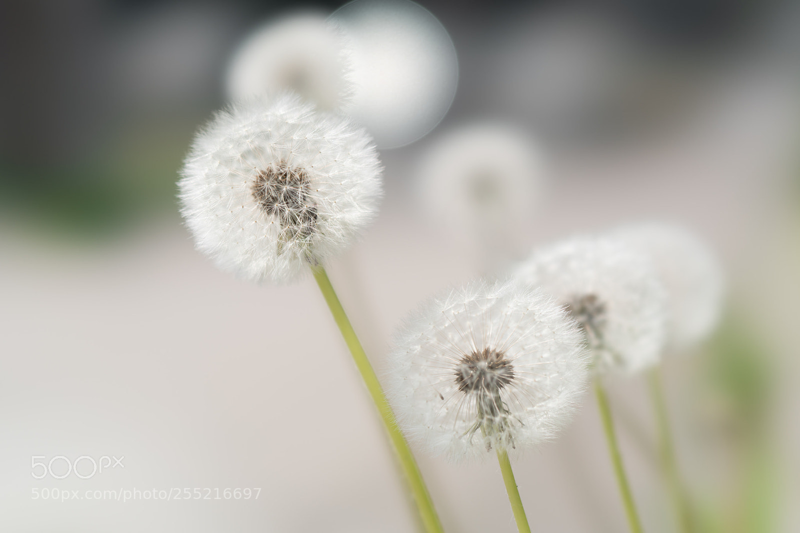 Sony a7R II sample photo. Dandies photography