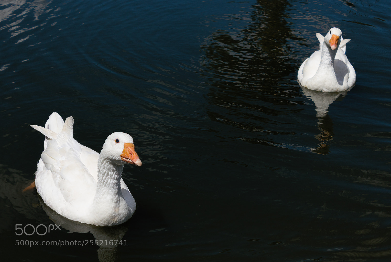 Canon EOS 1200D (EOS Rebel T5 / EOS Kiss X70 / EOS Hi) sample photo. What's up, duck? photography