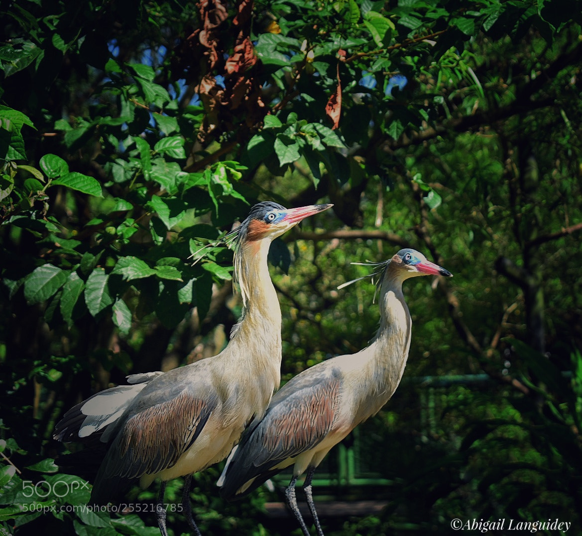 Nikon D3400 sample photo. Garzas silbadoras photography