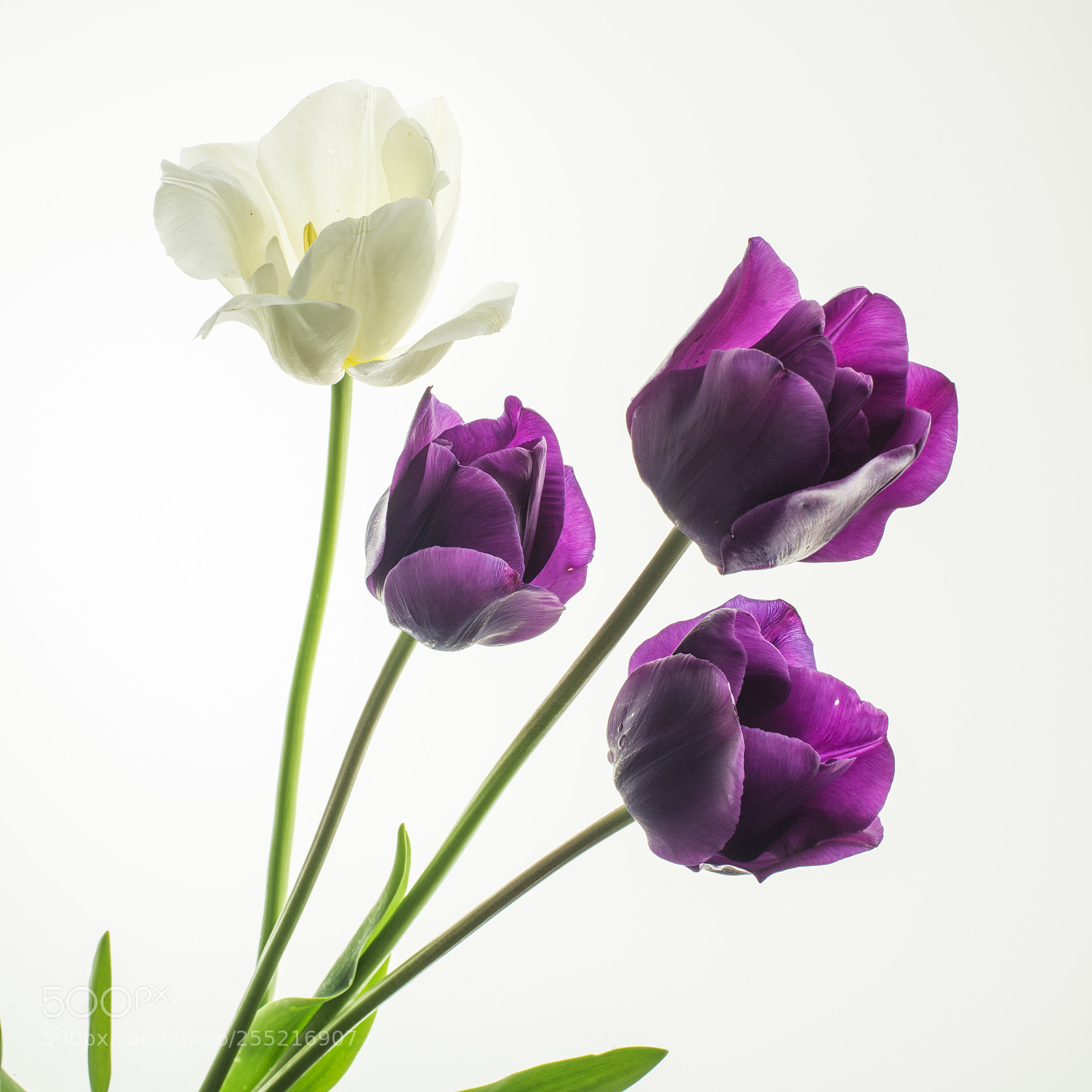 Nikon D600 sample photo. Tulips photography