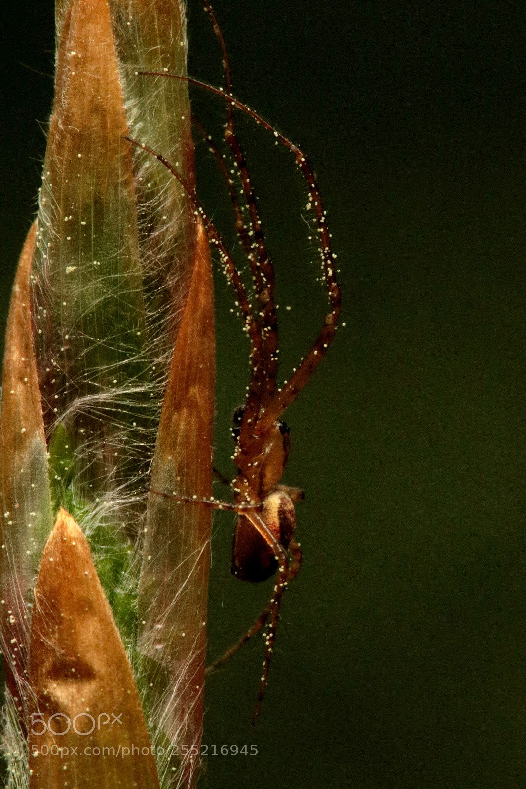 Canon EOS 80D sample photo. Kleine spinne an einer photography