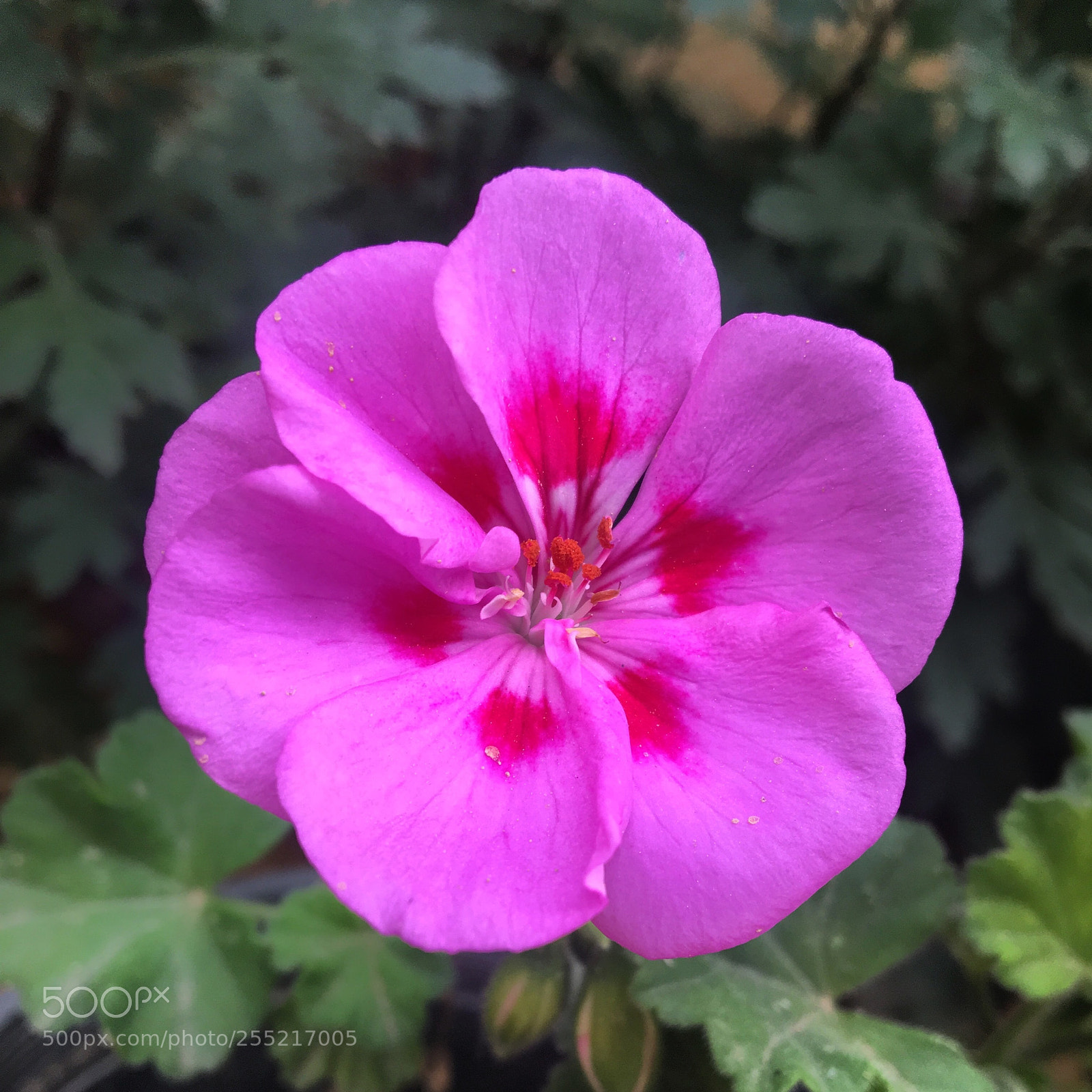Apple iPhone 6s sample photo. Pink flower photography