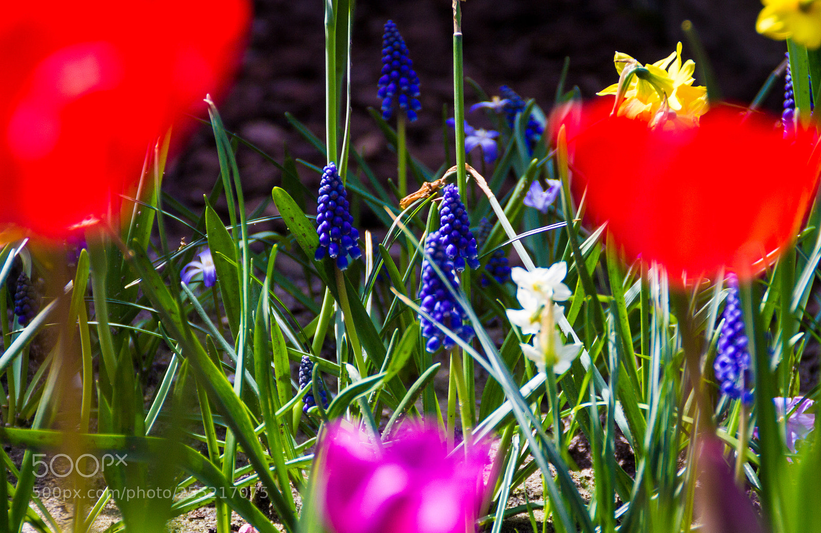 Canon EOS 1100D (EOS Rebel T3 / EOS Kiss X50) sample photo. My garden photography