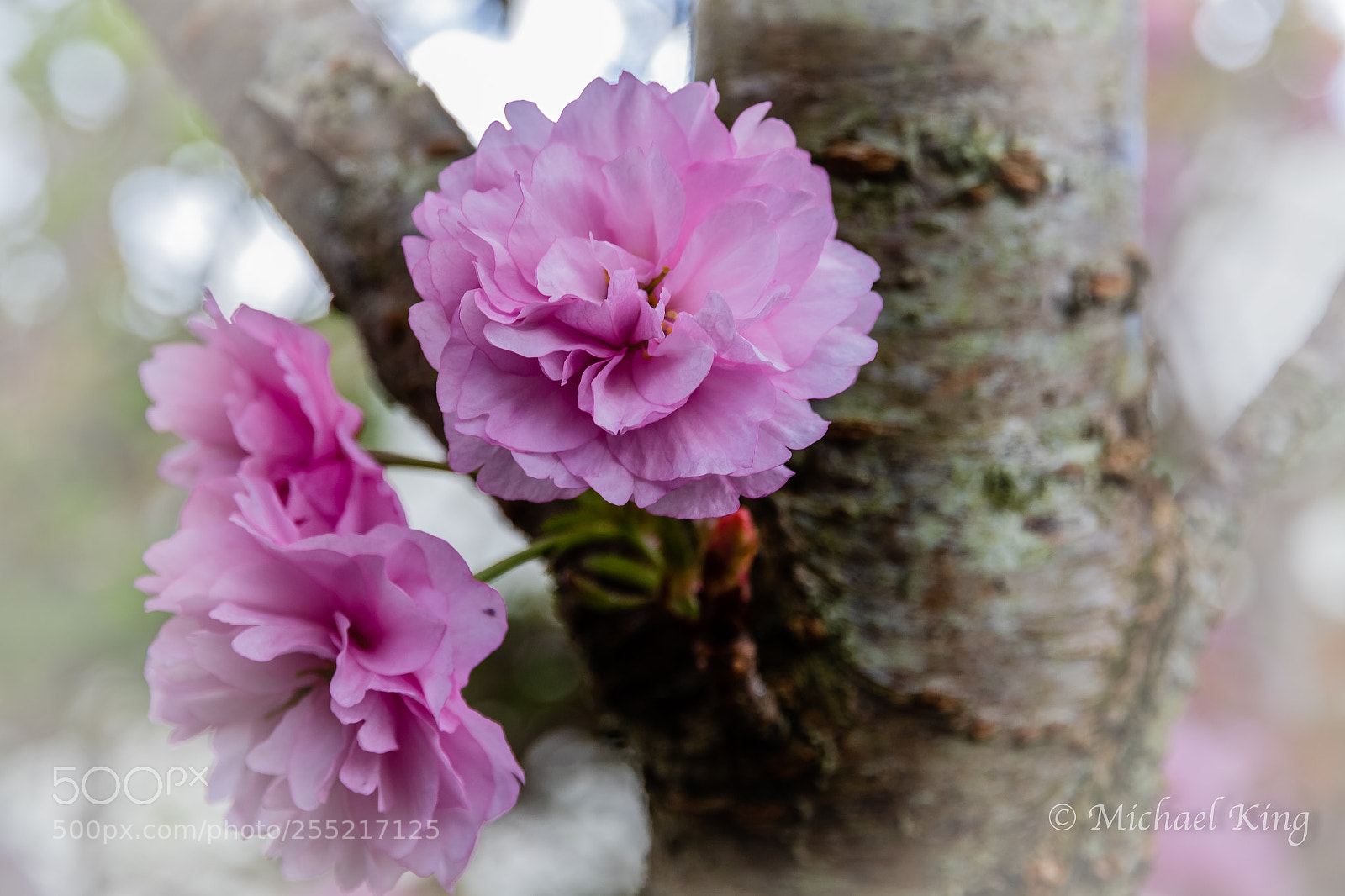 Canon EOS 7D Mark II sample photo. Flowering cherry flower. photography