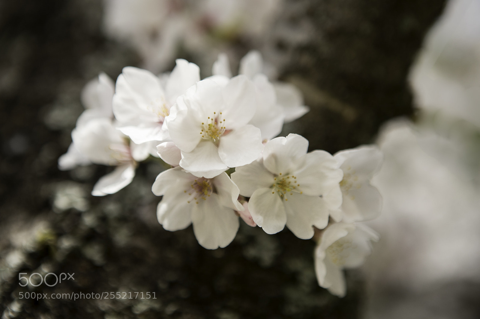 Canon EOS 6D Mark II sample photo. Spring photography