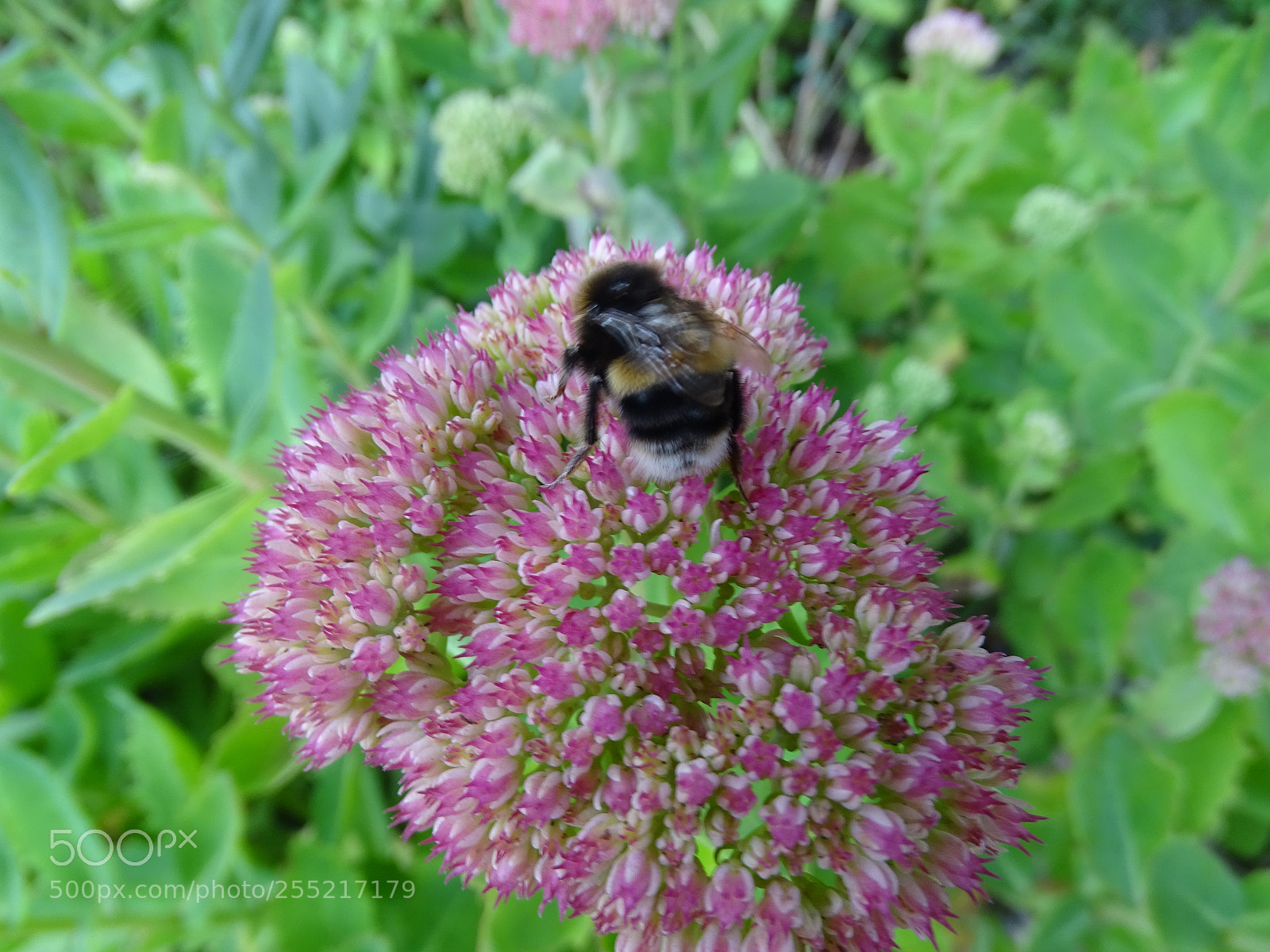 Sony Cyber-shot DSC-HX400V sample photo. Busy bee photography