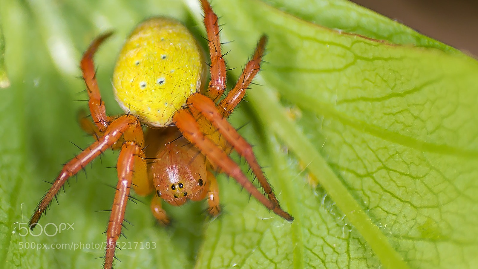 Canon EOS 70D sample photo. Cucumber green spider photography