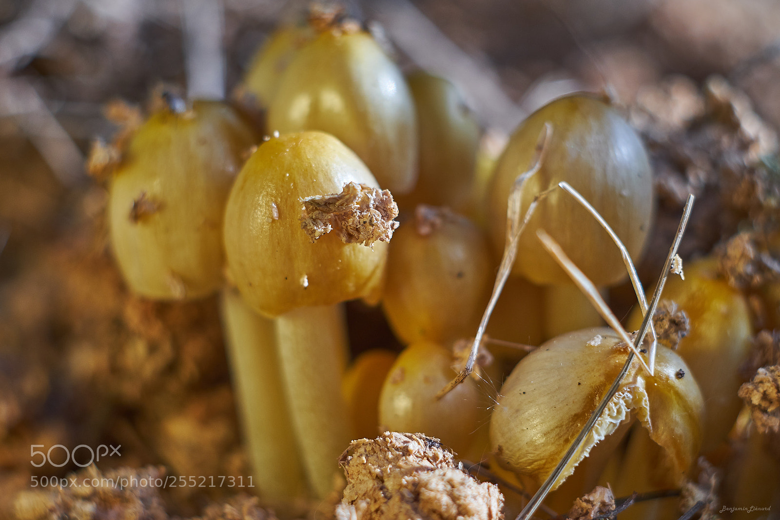 Fujifilm X-T20 sample photo. Mushrooms photography