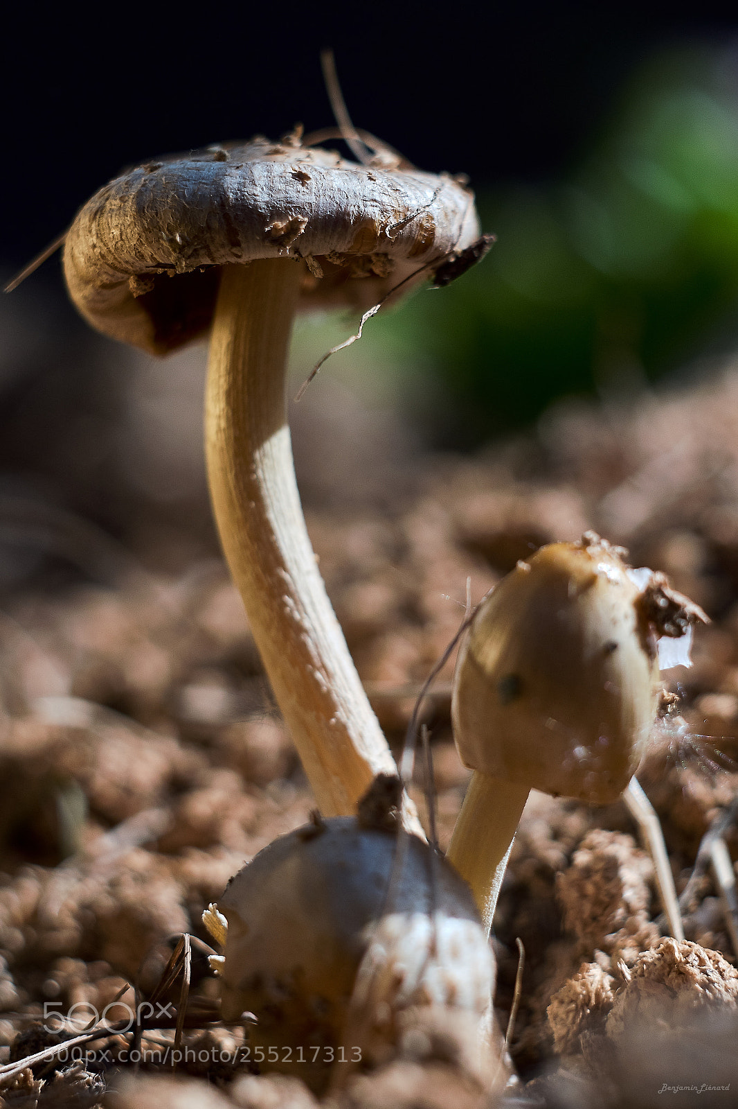 Fujifilm X-T20 sample photo. Mushrooms trio photography
