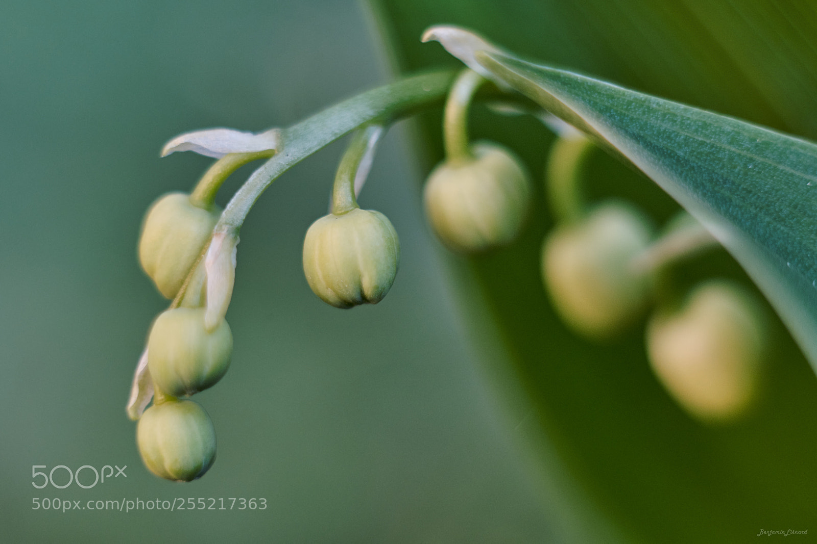 Fujifilm X-T20 sample photo. Lily of the valley photography