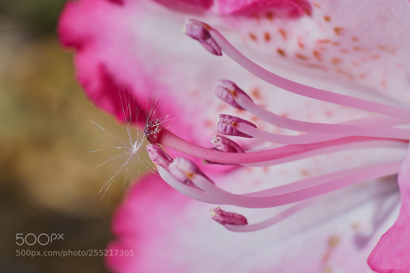Fujifilm X-T20 sample photo. Rhododendron photography