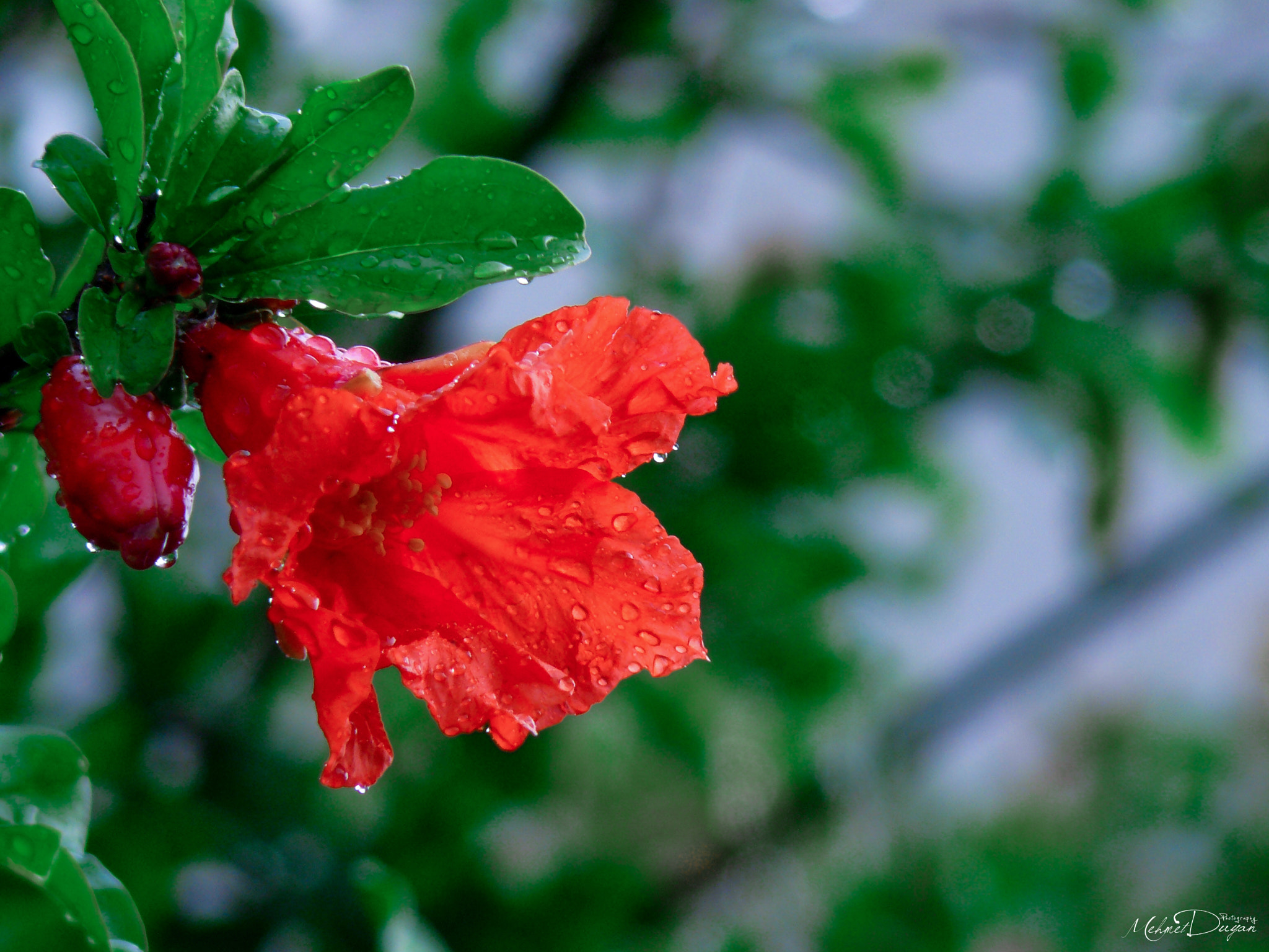 Panasonic DMC-FZ8 sample photo. Pomegranate flower photography