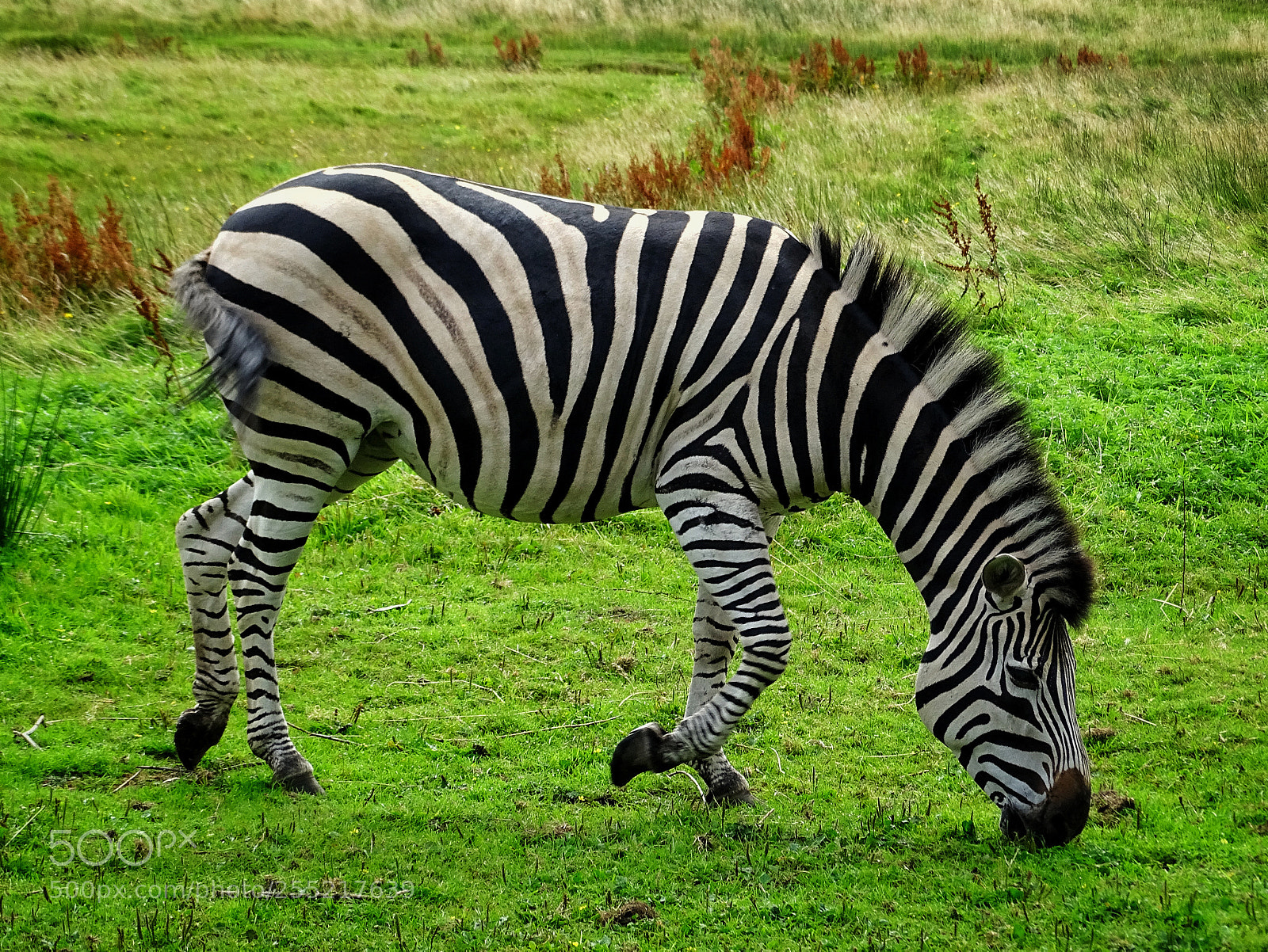 Sony Cyber-shot DSC-HX400V sample photo. Zebra photography