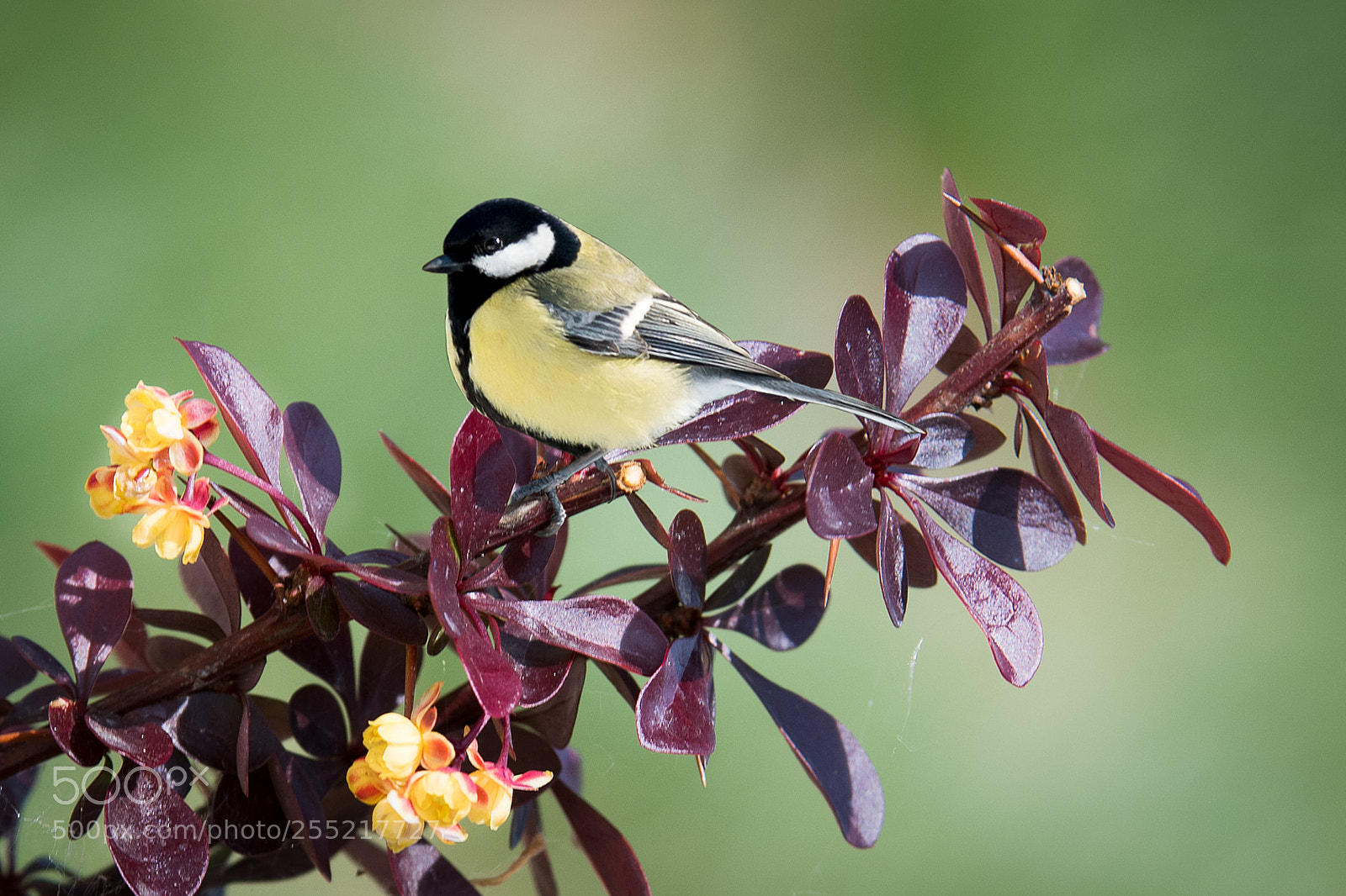 Nikon D500 sample photo. Titmouse photography