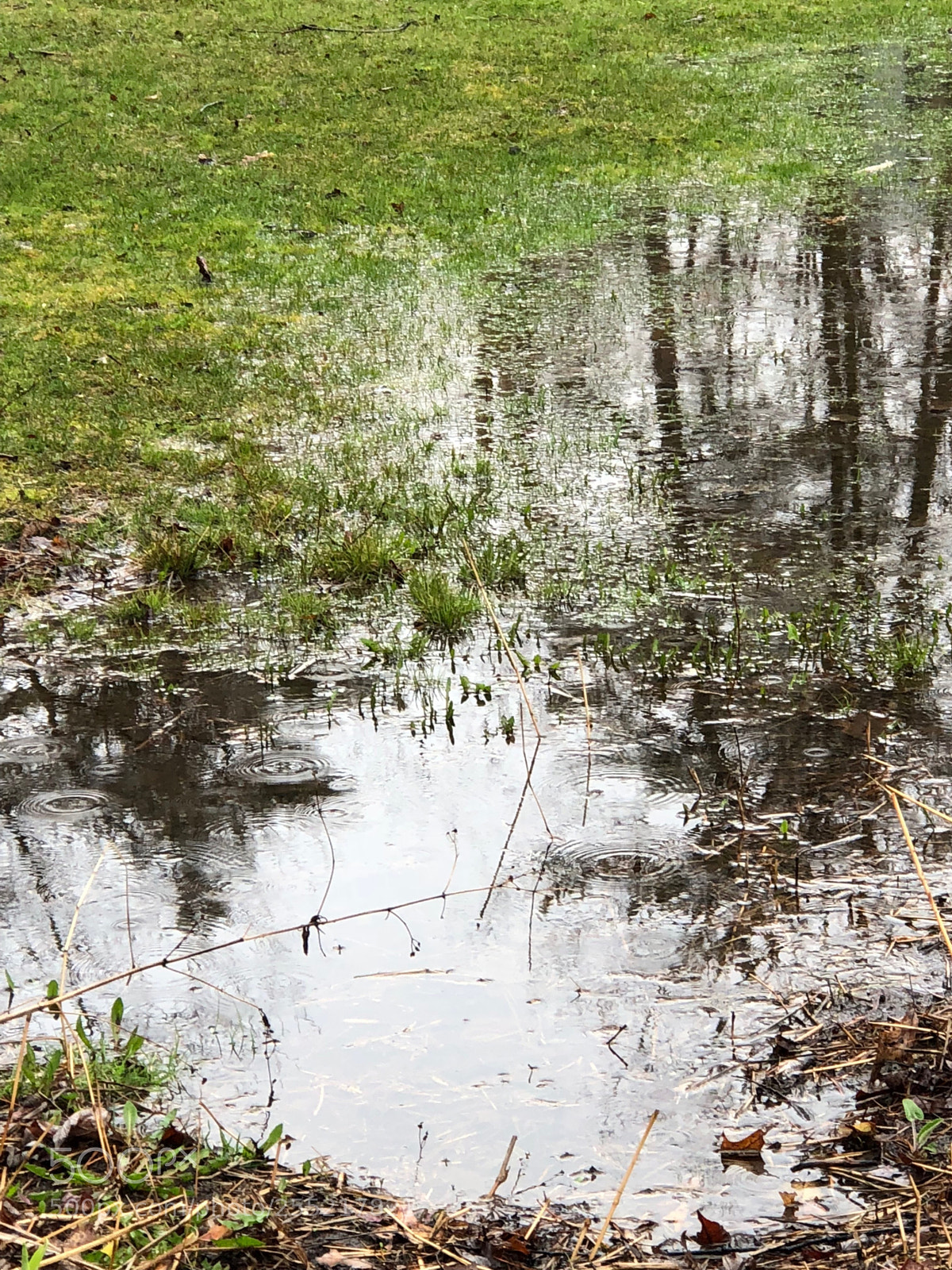 Apple iPhone 8 Plus sample photo. Spring rain photography