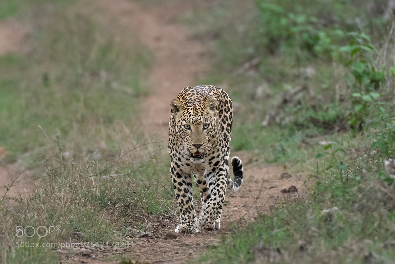 Nikon D500 sample photo. Face off with leopard photography