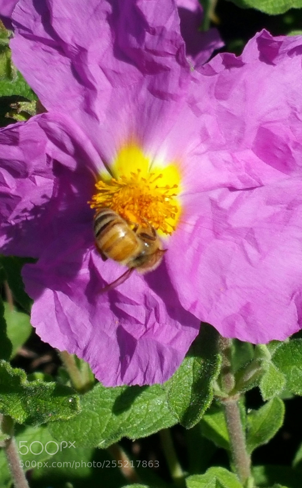 Samsung Galaxy Note4 sample photo. Pollination photography