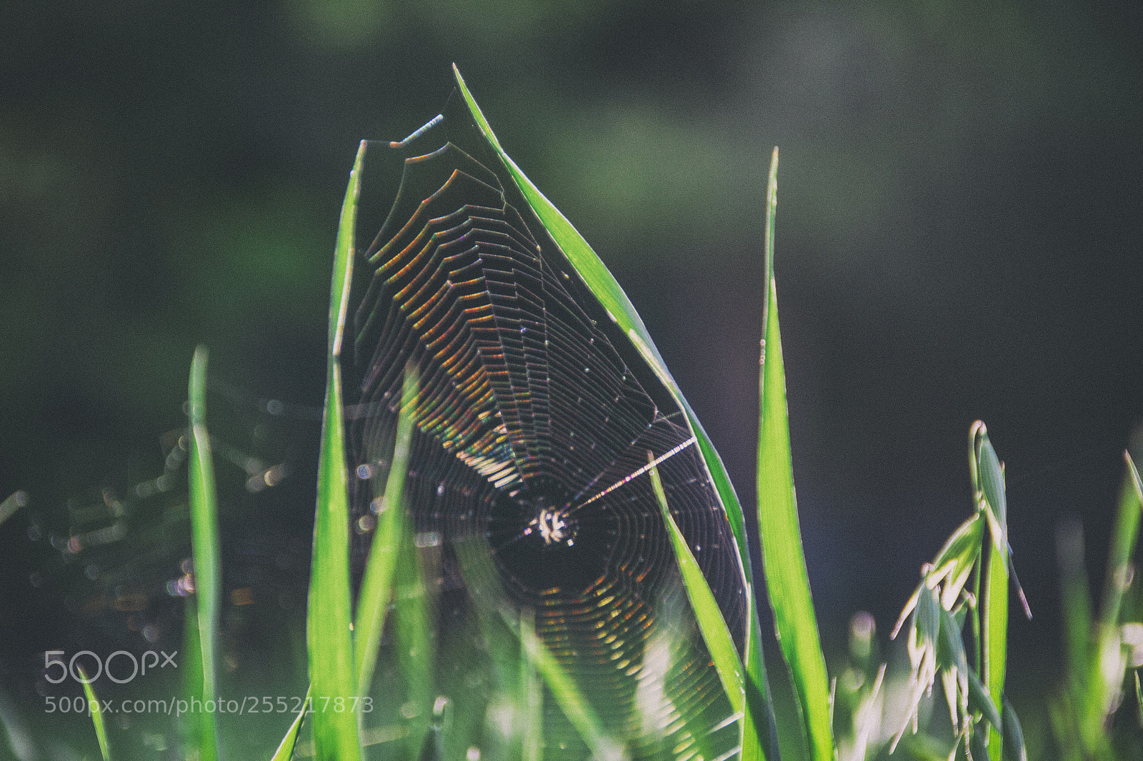 Canon EOS 7D sample photo. Psychoweb photography